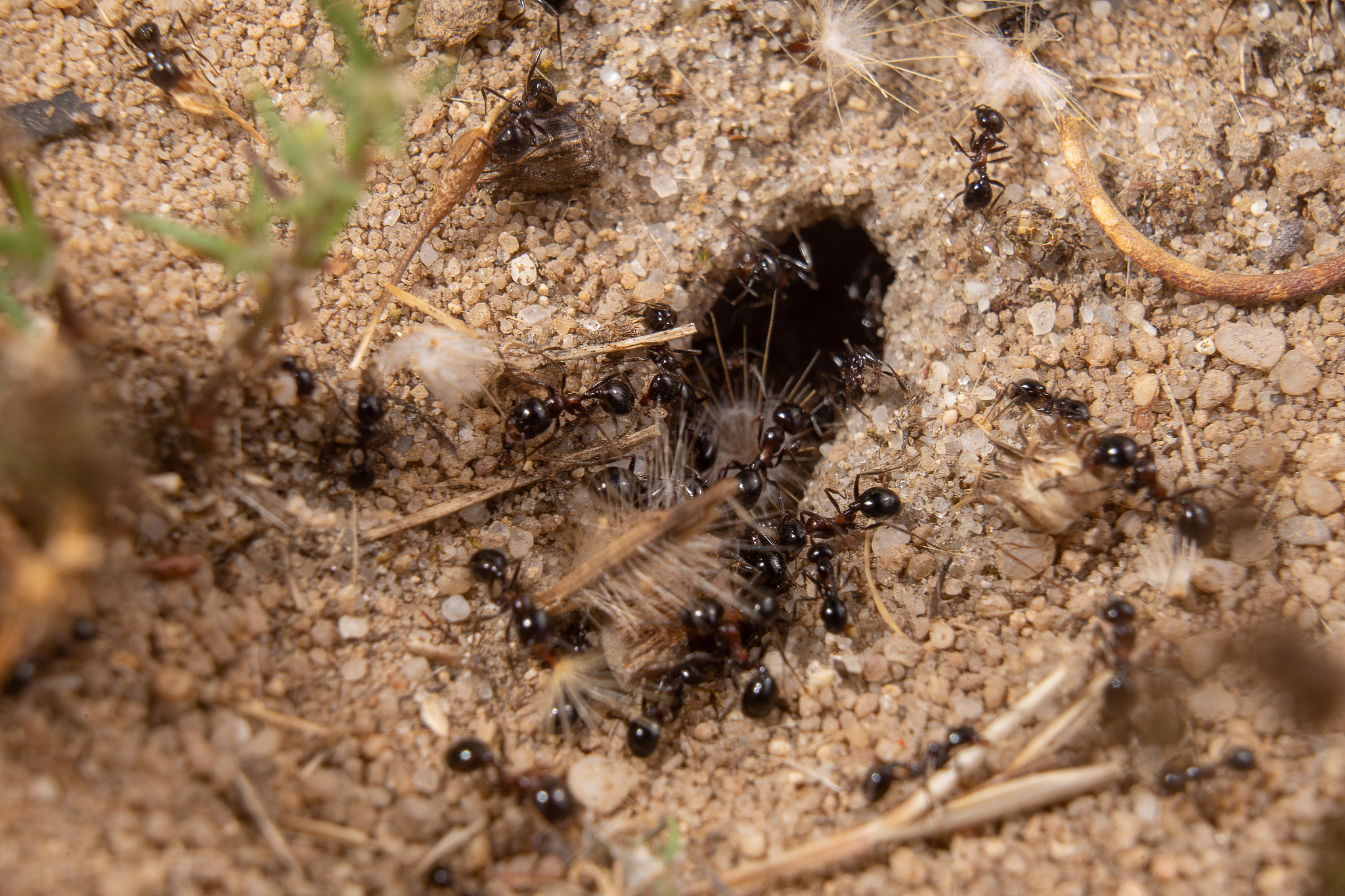 anthill.