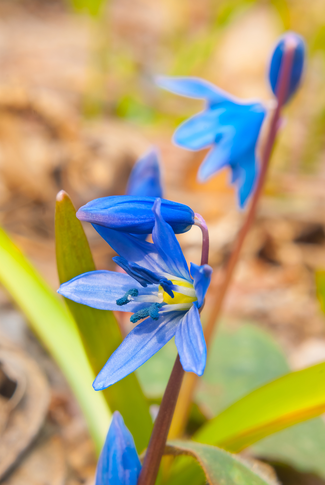 spring flowers