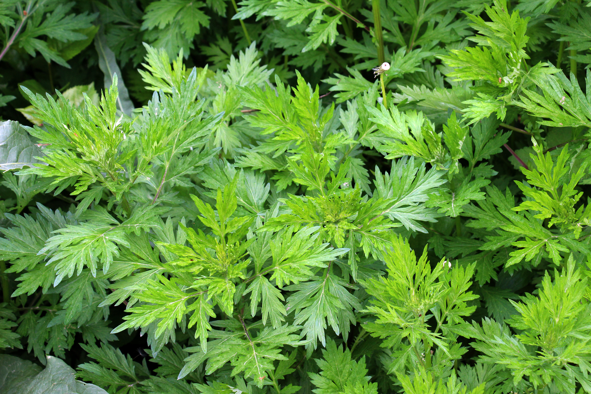 请帮我写1篇不少于800汉字的博客文章语言要幽默风趣。主题是：野艾蒿有毒吗