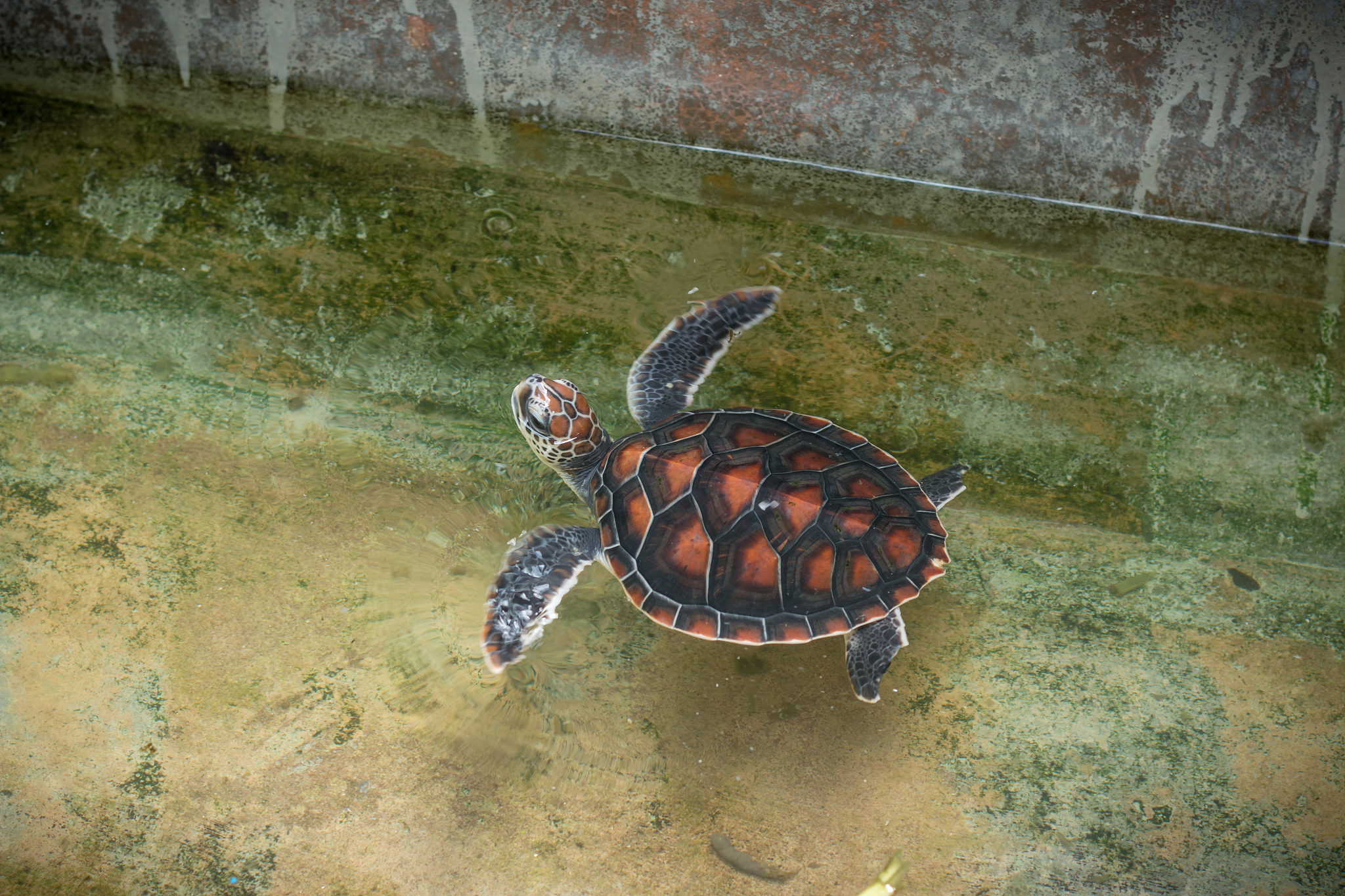turtles in turtle farm