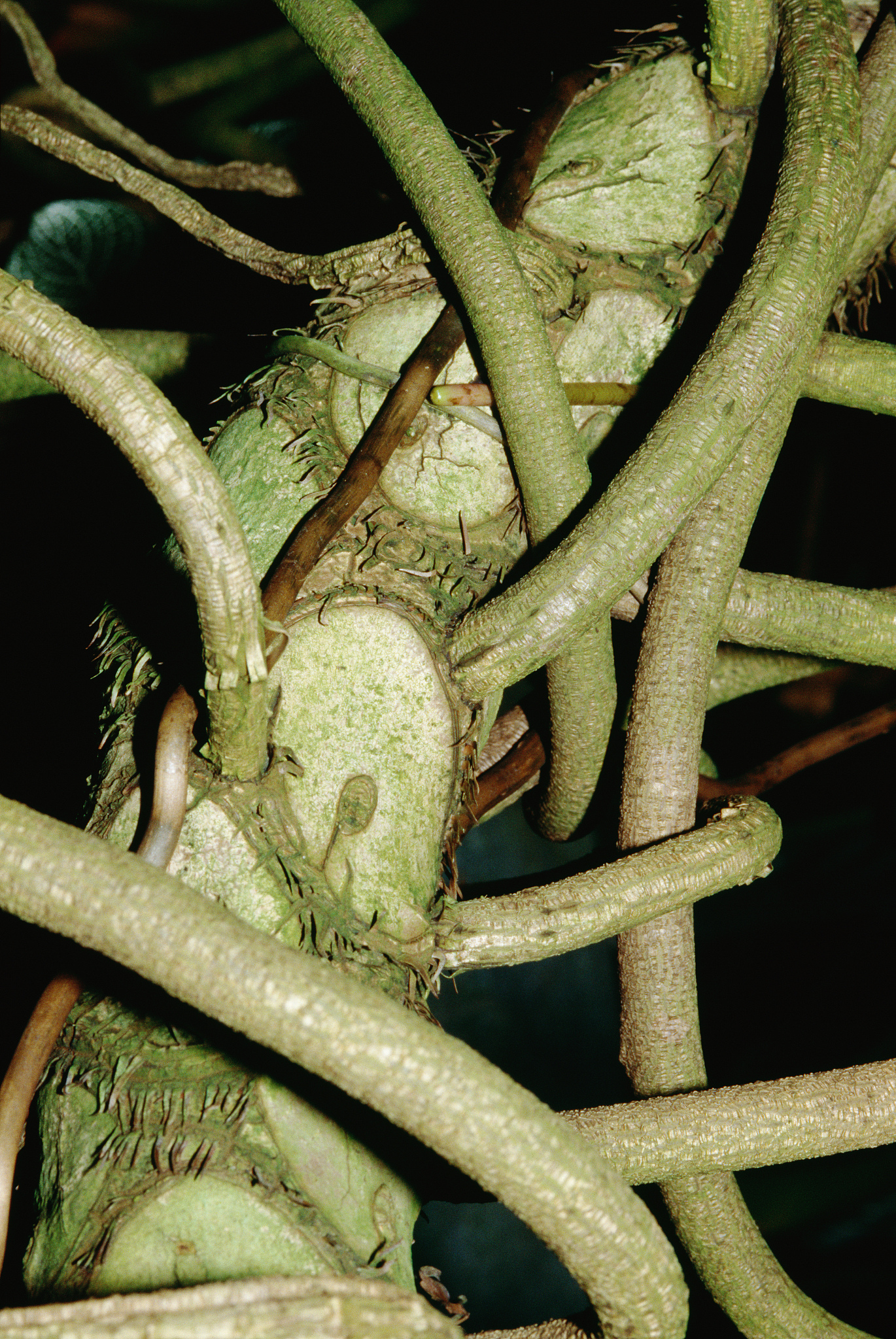 稻纵卷叶蜈幼虫空间分布型拟合分析