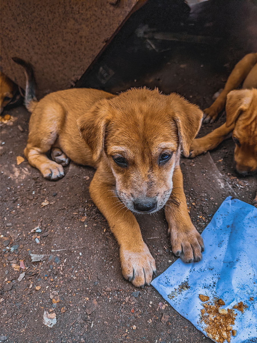 一坨屎被狗吃了那么狗拉出来的还是屎吗？