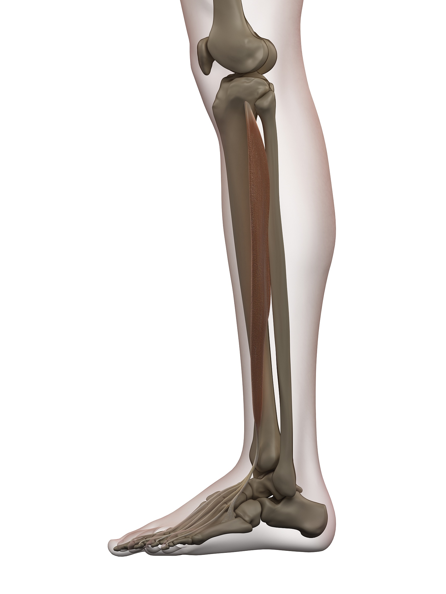 170cm 身高 100kg 体重 的大腿厚度是多少？ - 详细分析