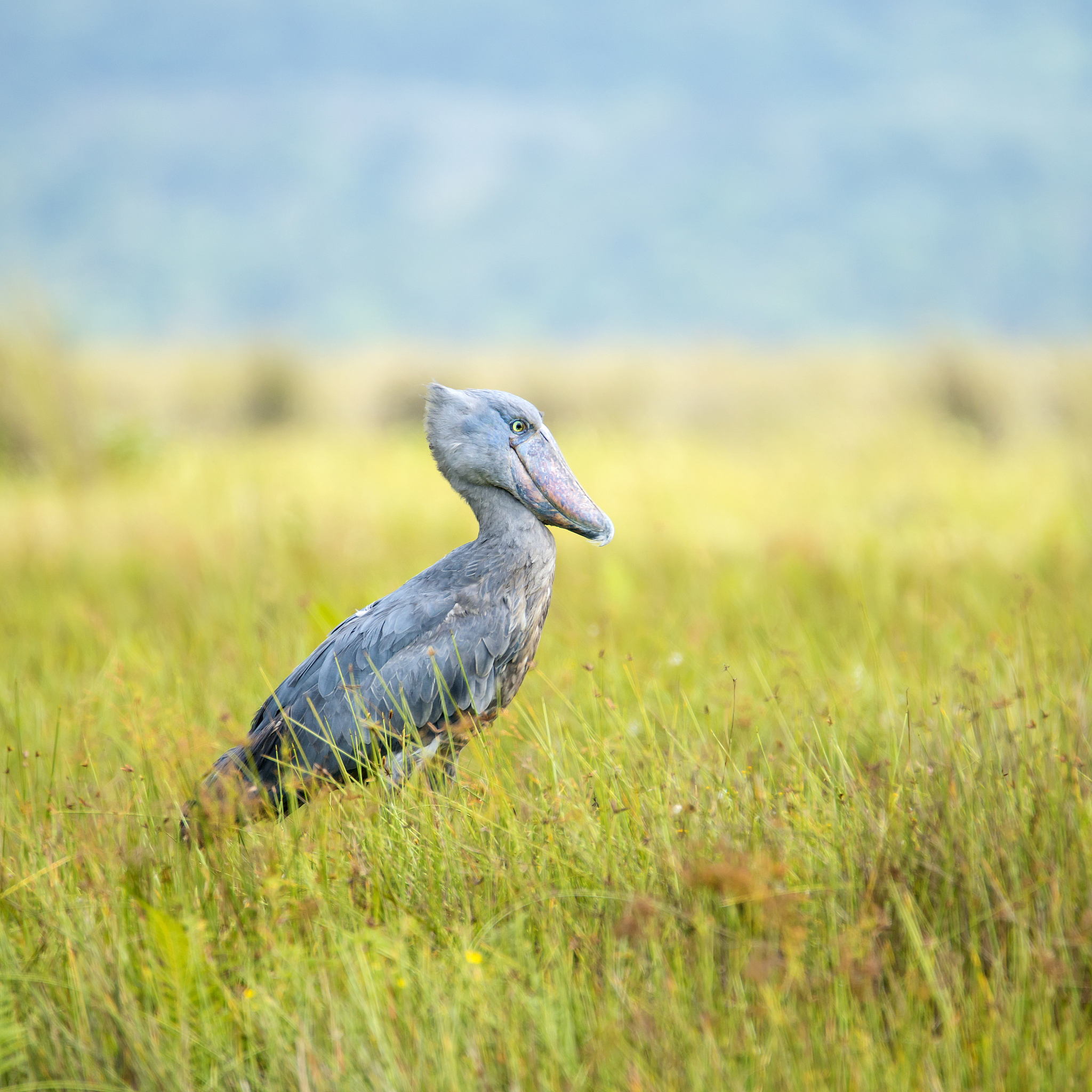 wildlife shot of a rare shoebill (balaeniceps rex), uganda