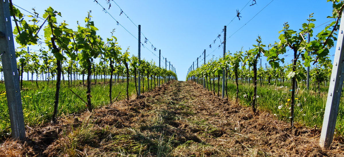 种植葡萄的步骤：从选址到收获全方位指南