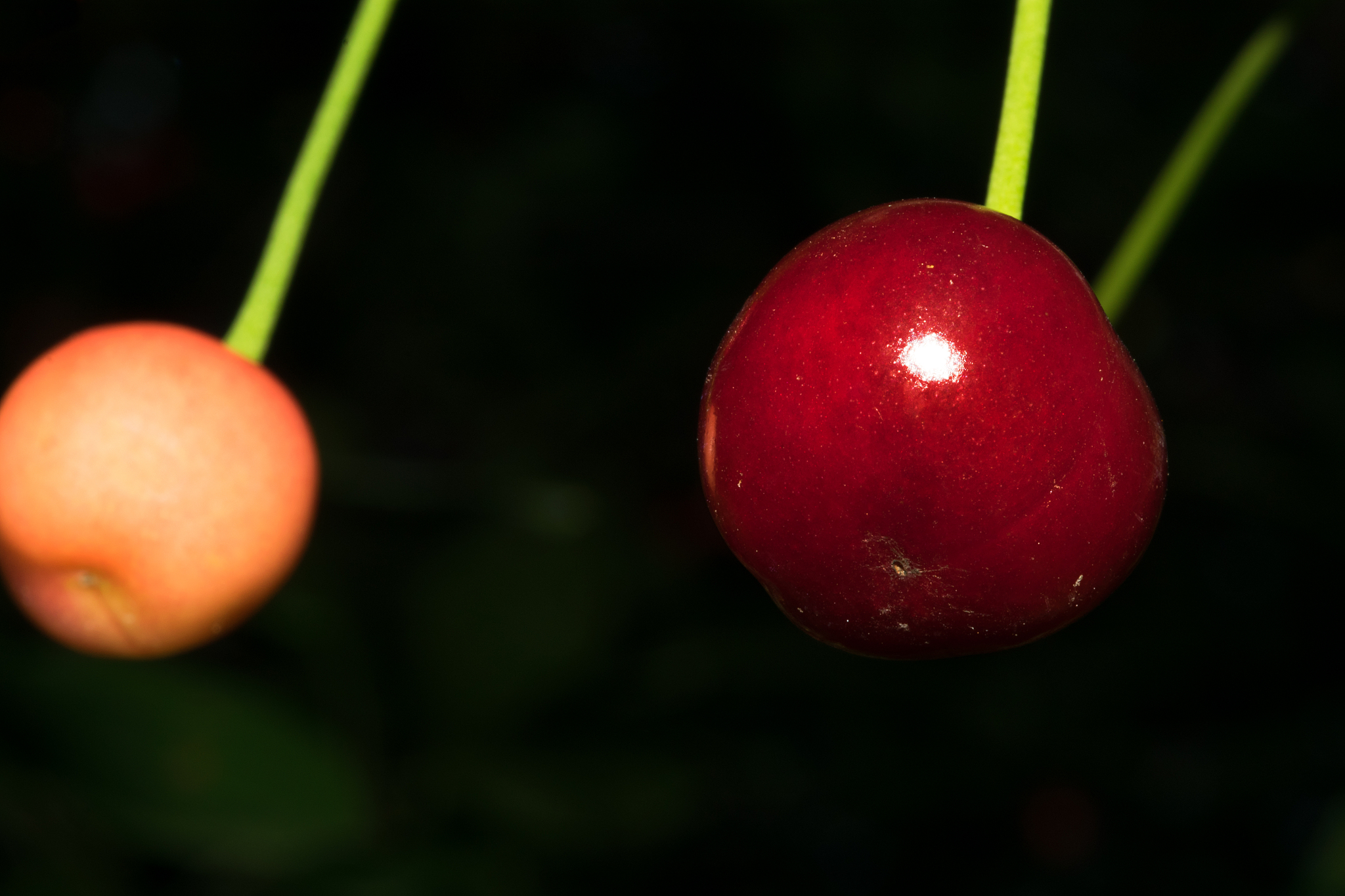 a cherry fruit is dark red on a dark background with green leave