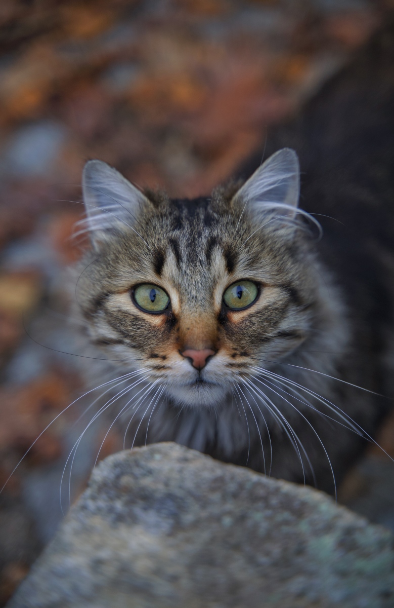 首先,我们需要了解流浪猫和家猫的背景和性格.流浪猫通