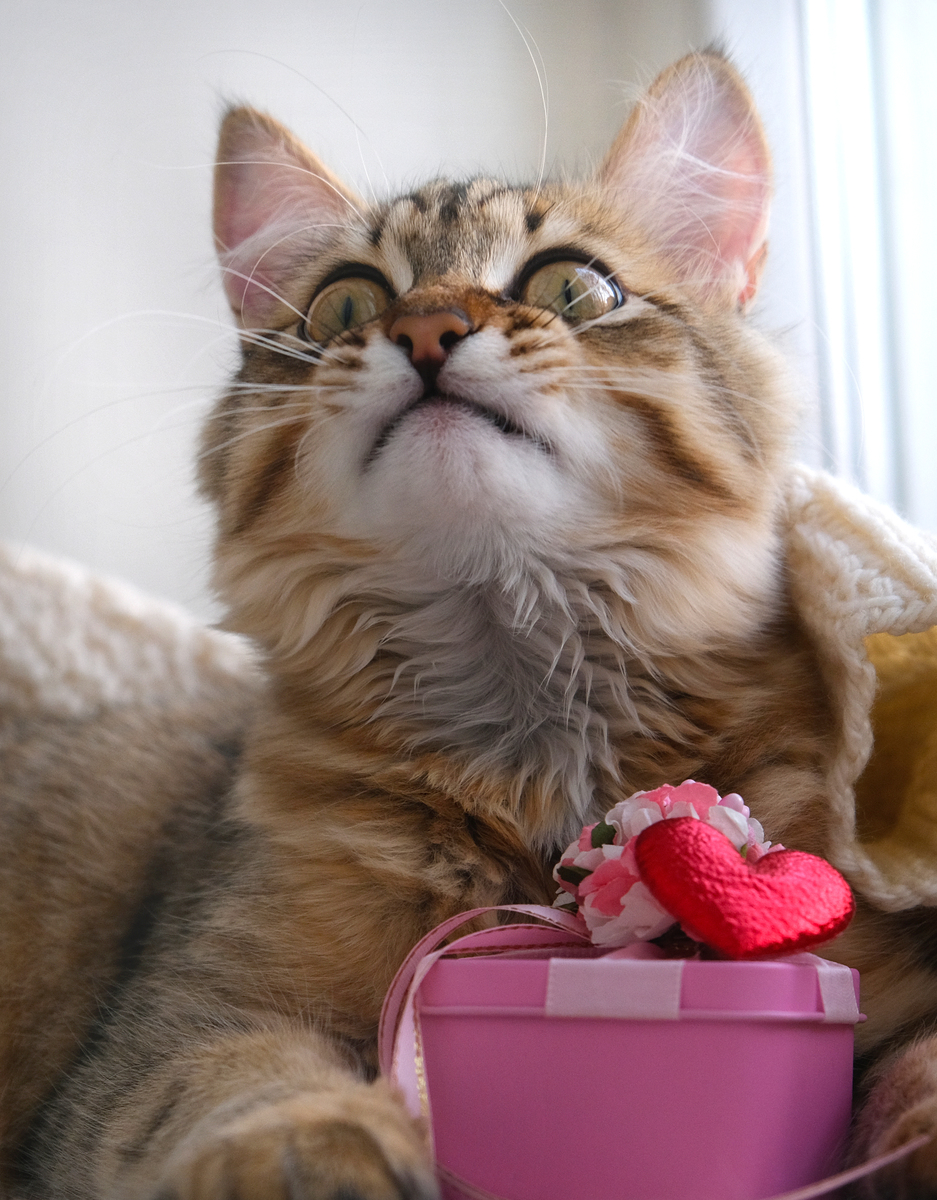 三只猫三天吃三只老鼠九只猫九天吃几只老鼠