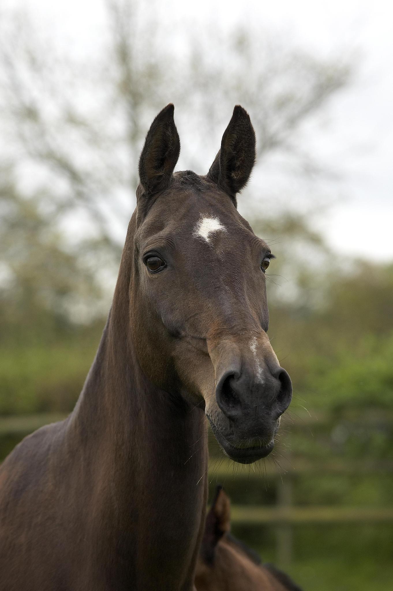 akhal teke, horse breed from turkmenistan, portrait of adult