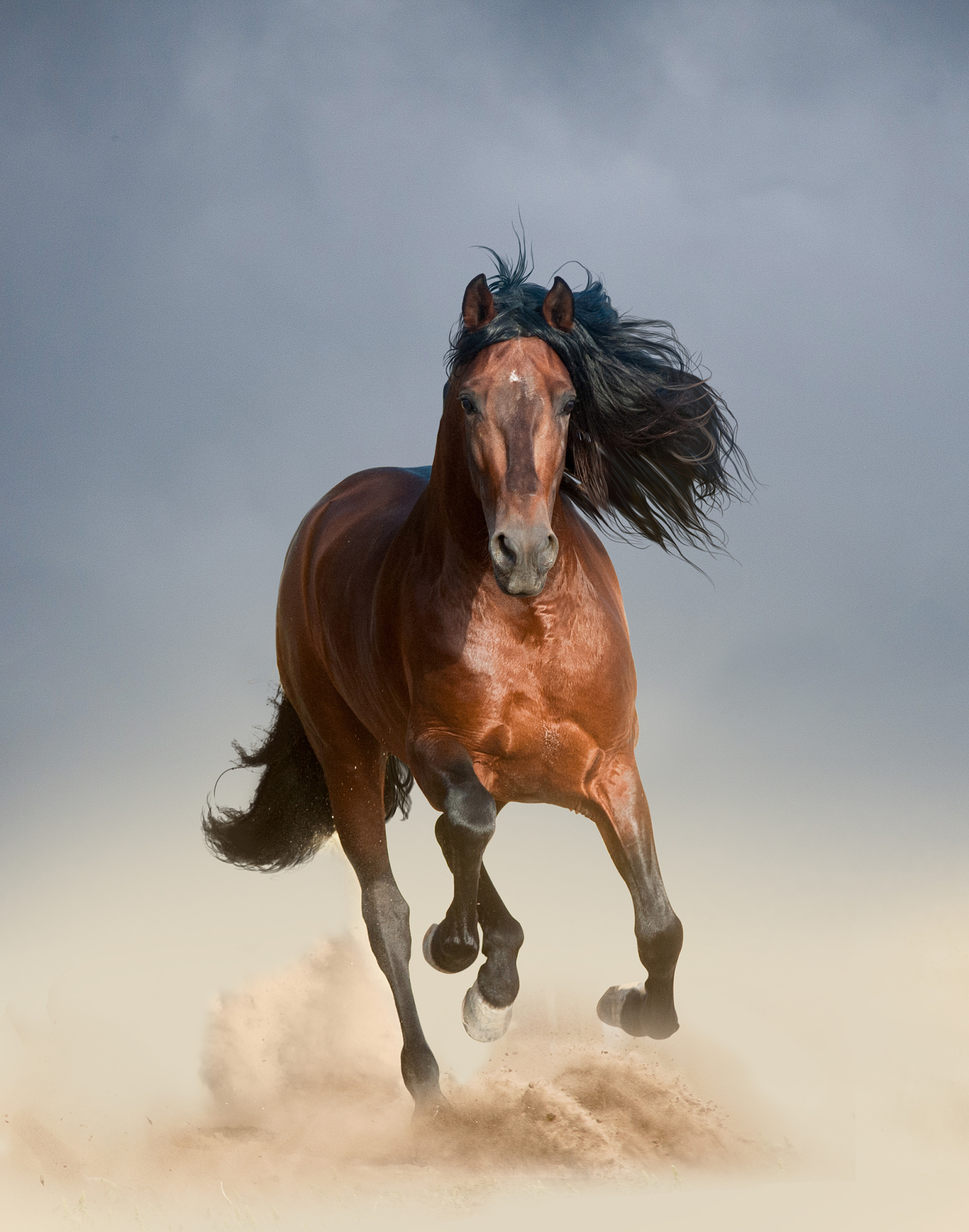 free horses