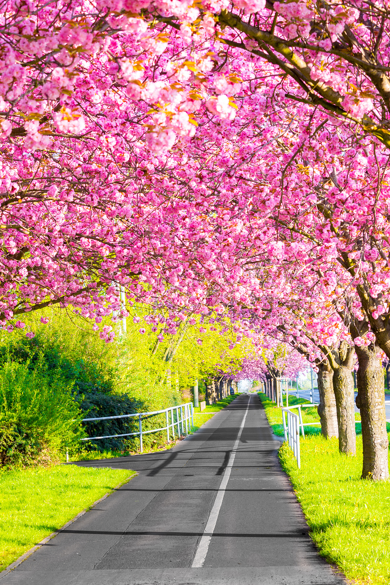kirschblüte - sakura und fahrradweg