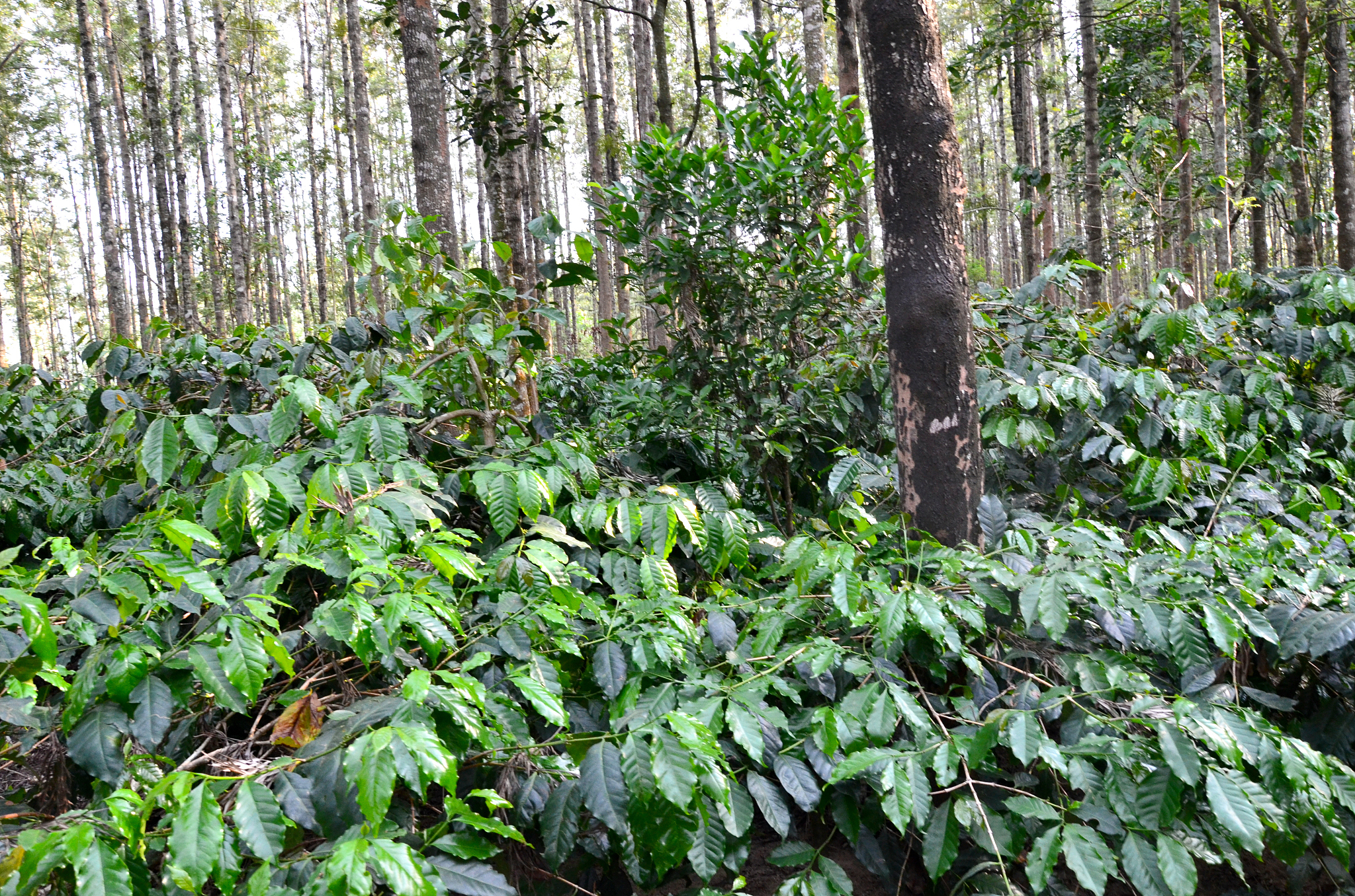 coffee plantation