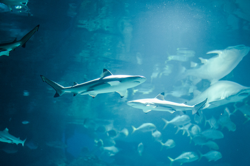 Immersive Aquarium Experience: A Journey Through an Underwater Wonderland