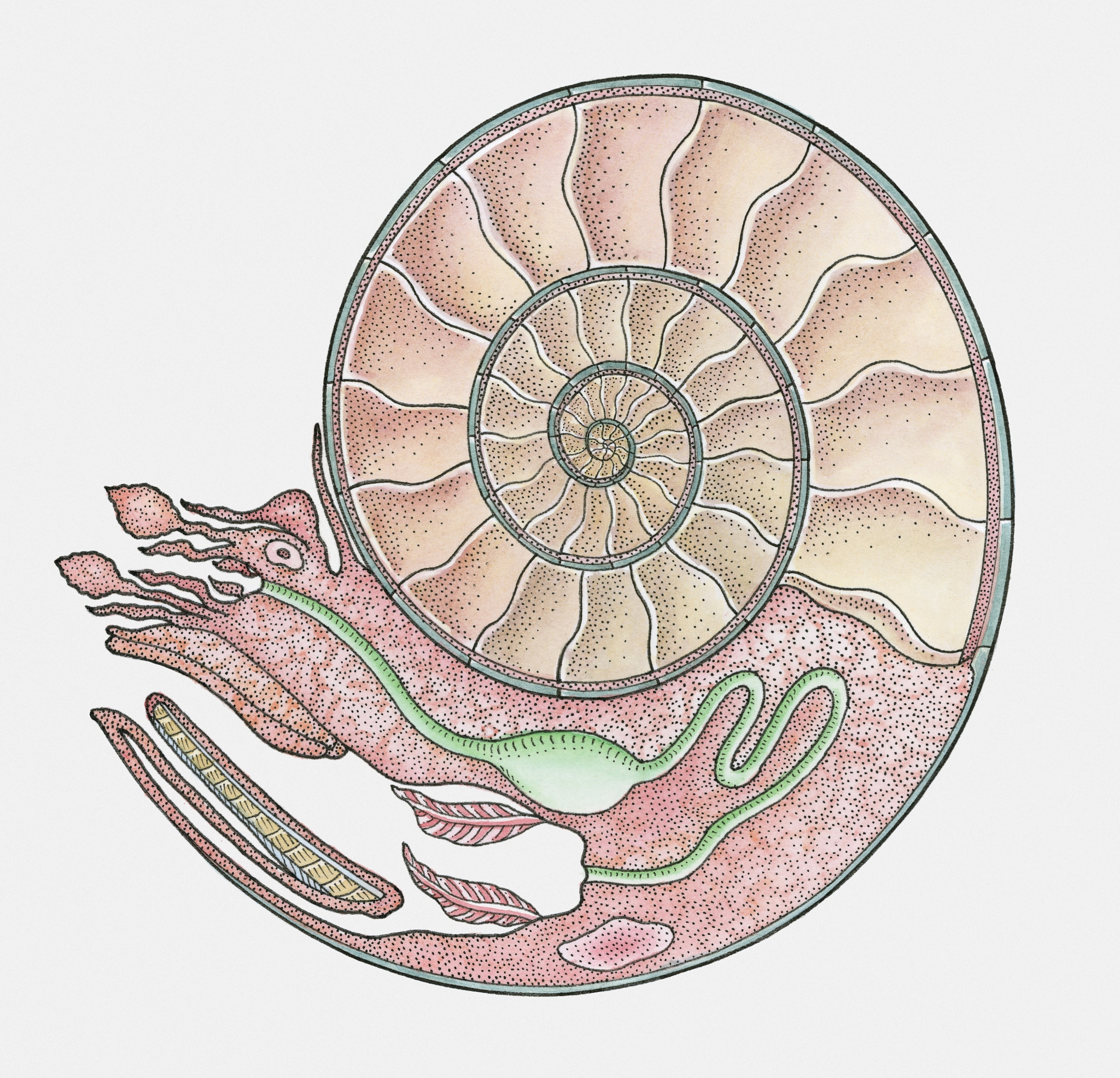 anatomical illustration of an ammonite