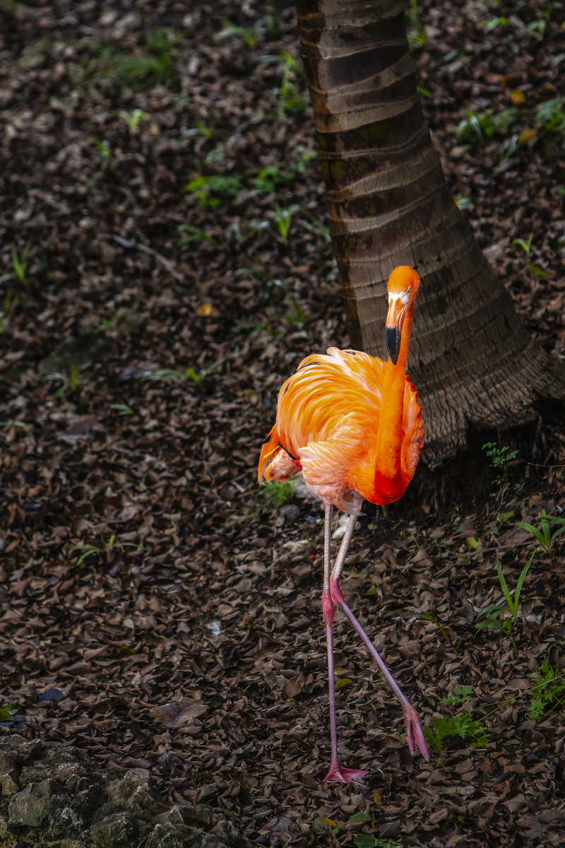 火烈鸟英文翻译：Flamingo