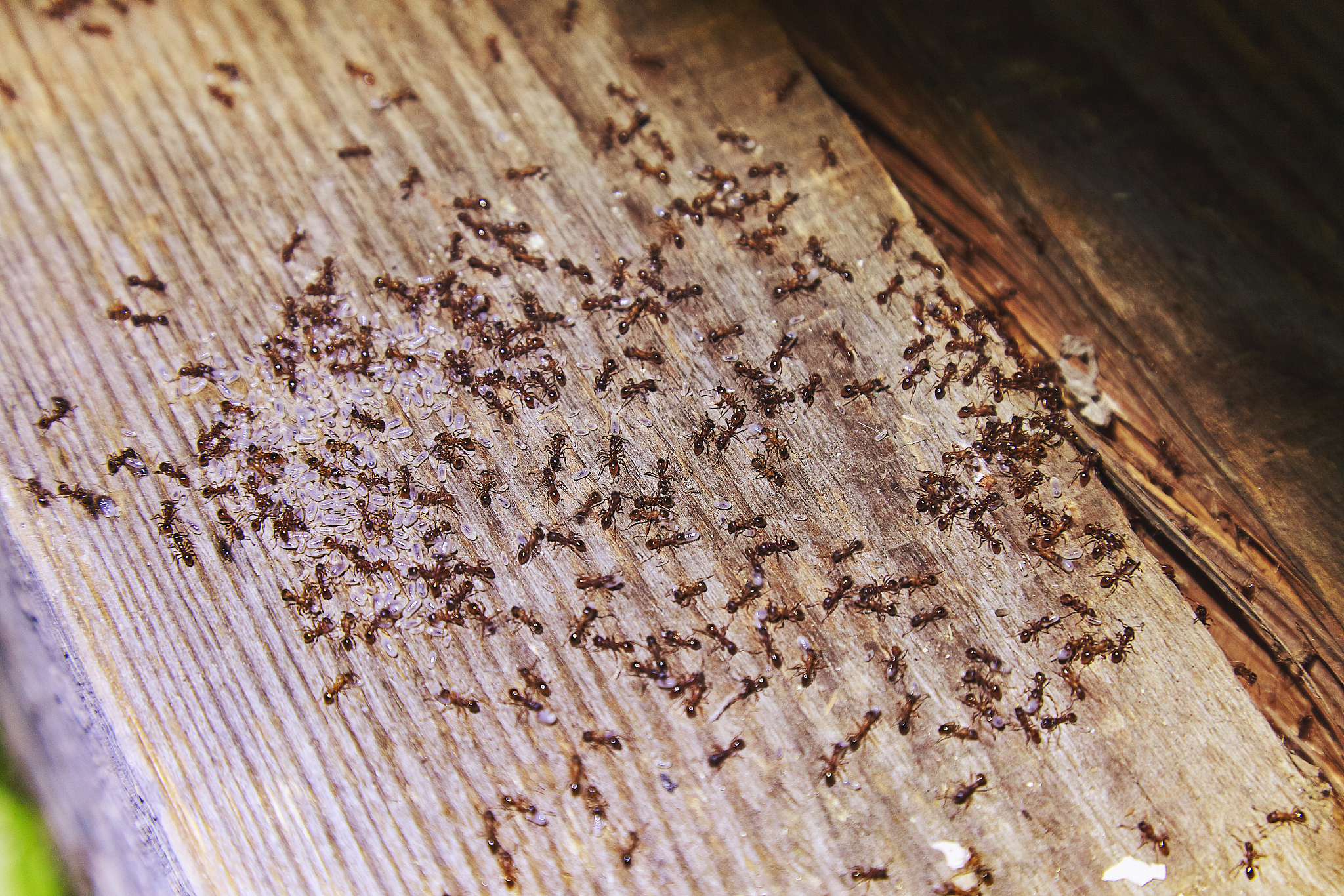 ants inside woods of house