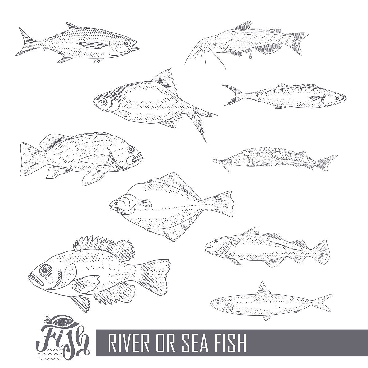 鱼类形态生态学研究进展