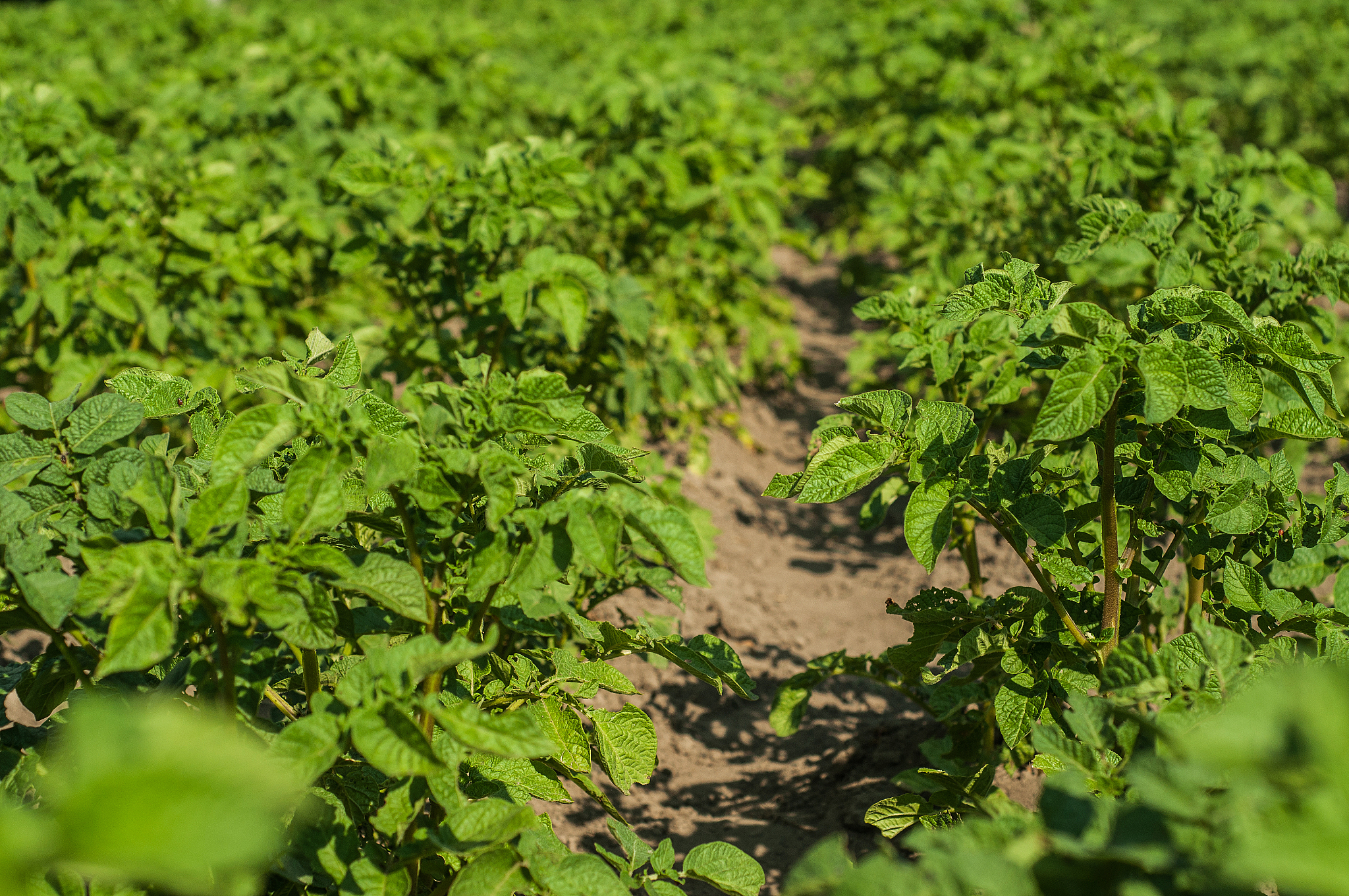 potato bushes in the garden
