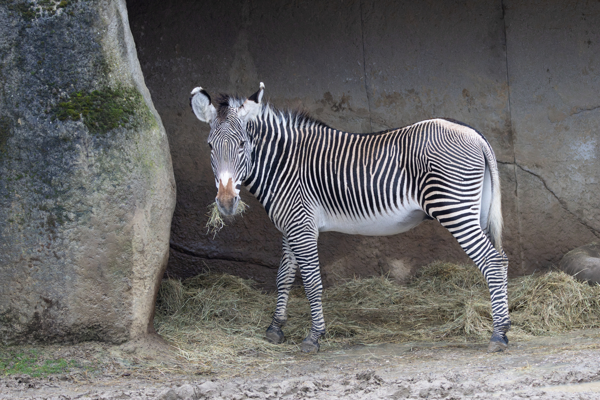平原斑马(equus quagga)——广泛分布于东非和南非的