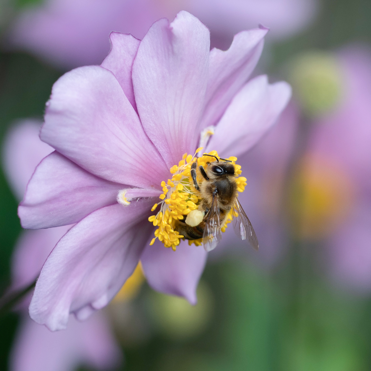 蜜蜂在 japanese anemone 花上采集花粉