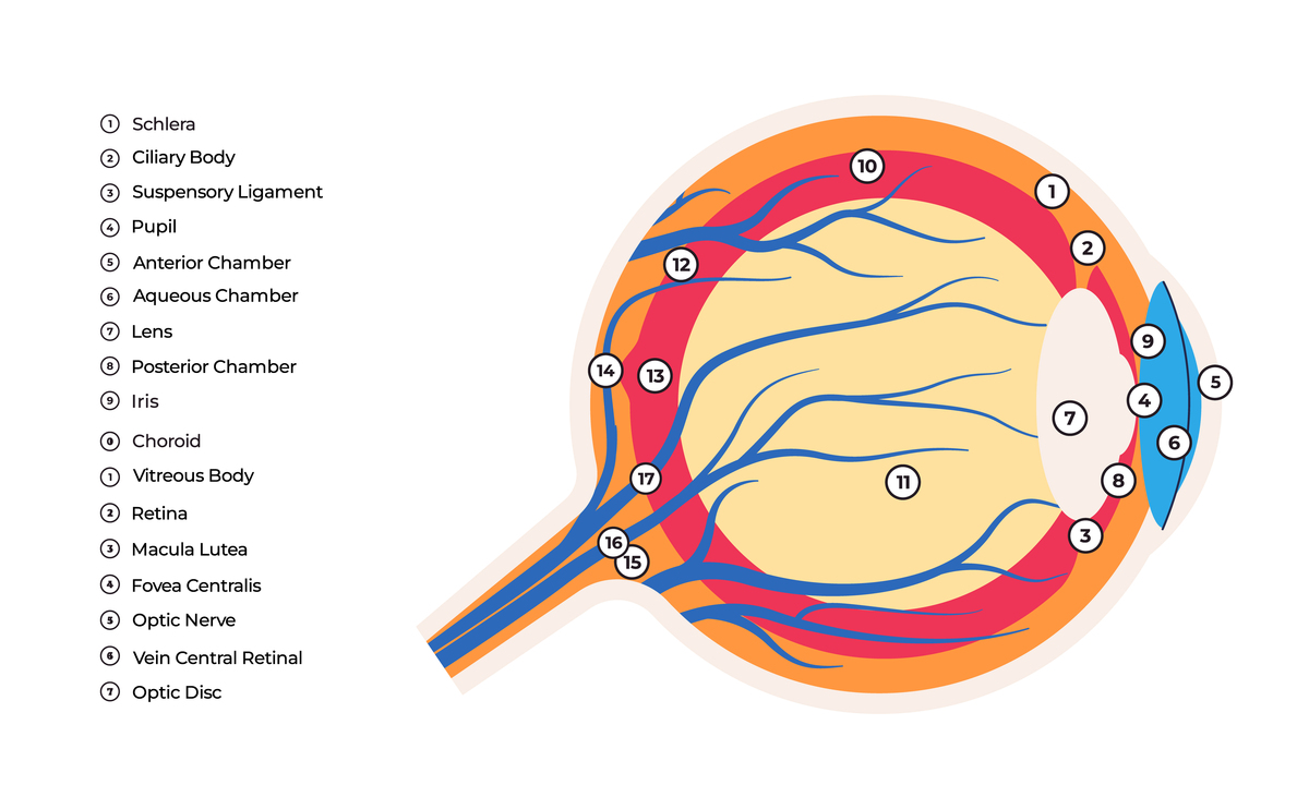 请对以下内容进行润色使其逻辑通顺、重点突出：特异性：虹膜的独特性是由分布随机的细节特征所形成的。约翰道格曼教授证实每平方毫米虹膜具有32比特的信息量并提出了虹膜相位特征。尽管特征提取过程可能存在信息损失但虹膜信息容量预计大于此数据。此外虹膜细节特征是由发育中的随机因素决定的这意味着即使是双胞胎的虹膜图像也会存在差异。虹膜的特异性奠定了它成为天然身份识别器的基础。