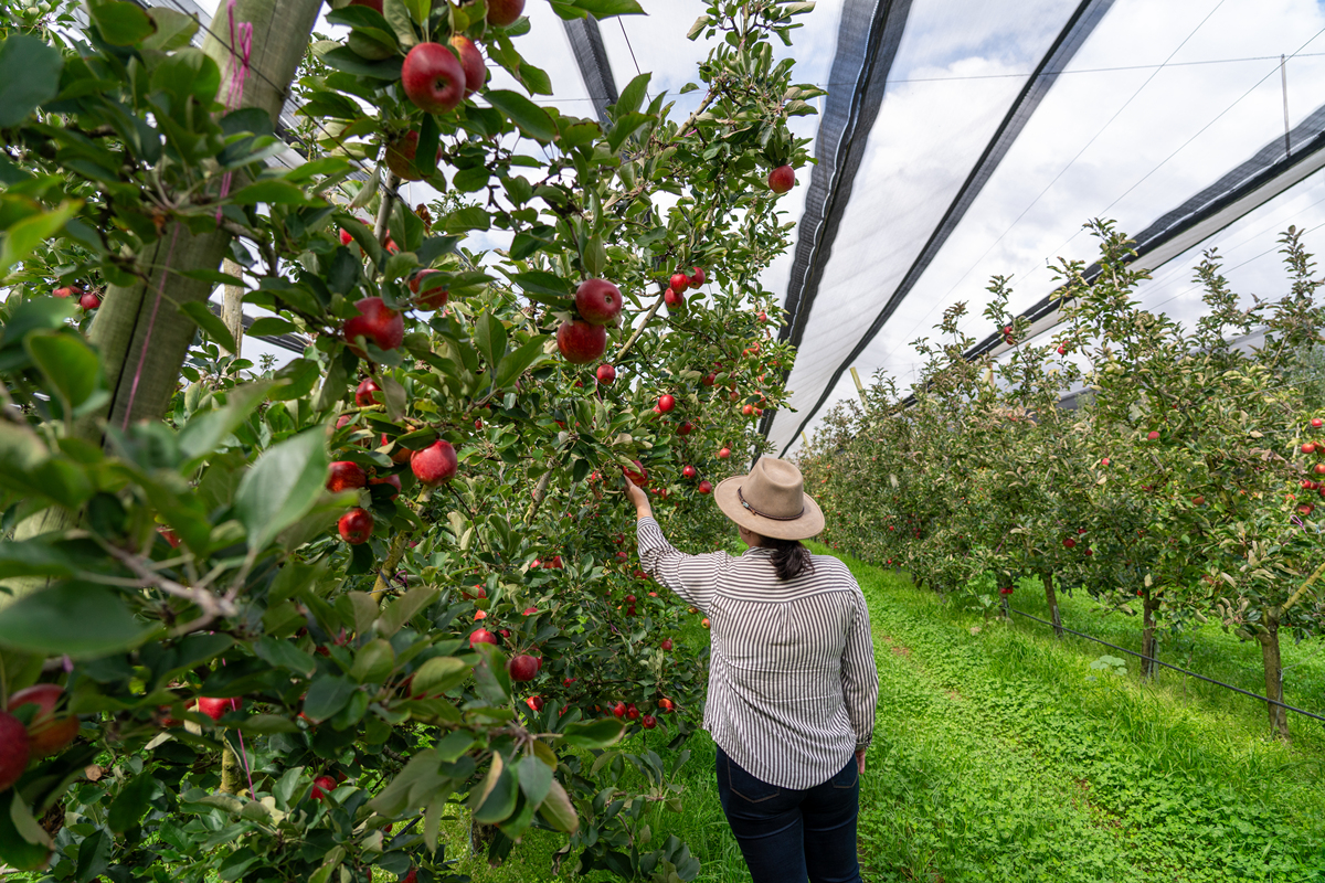 阐述烟台苹果全产业链