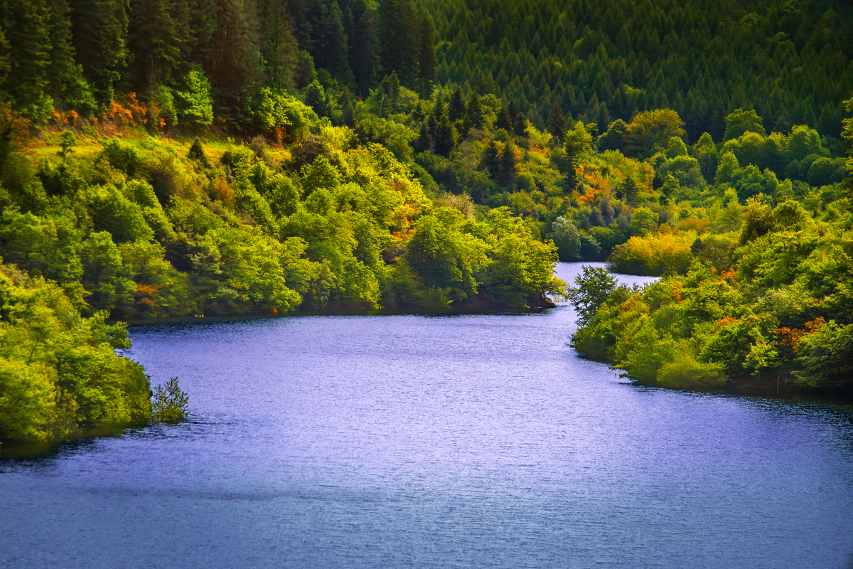 请用100字描述一下远处雪山蓝天白云漂浮近处白桦金黄小溪流水潺潺的场景。
