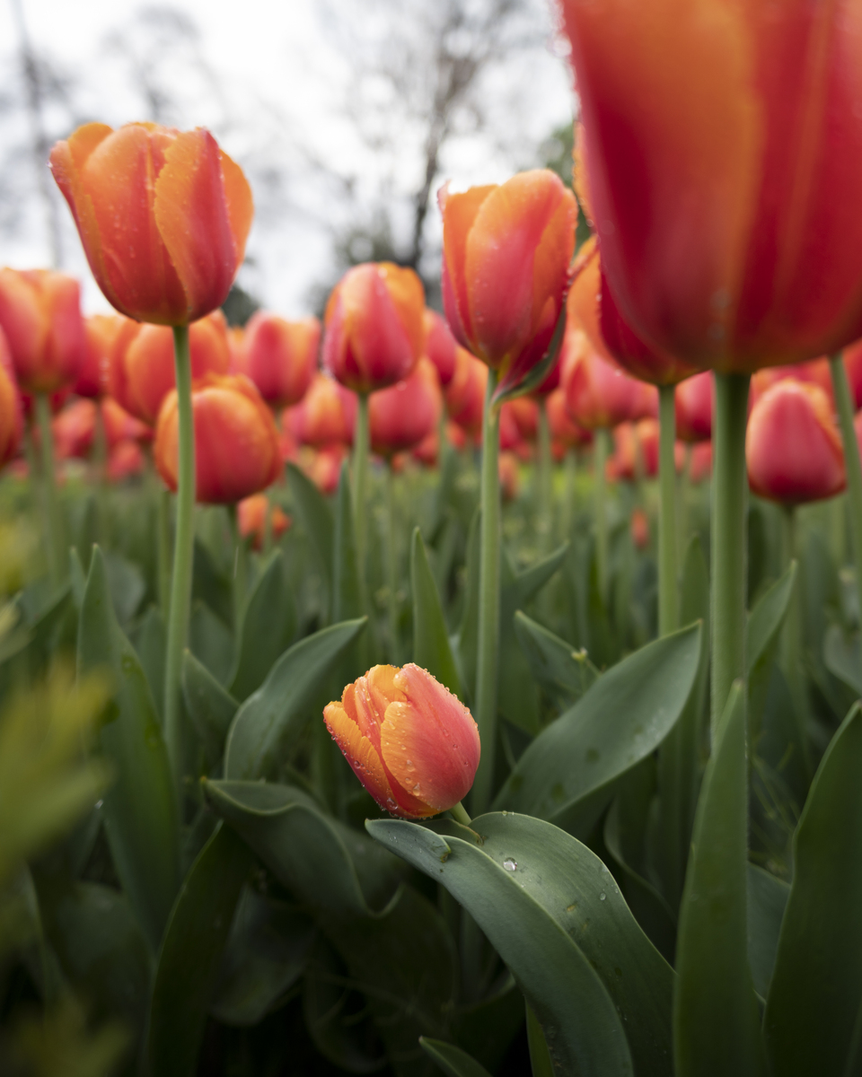 花中之王：揭秘最具魅力的花卉