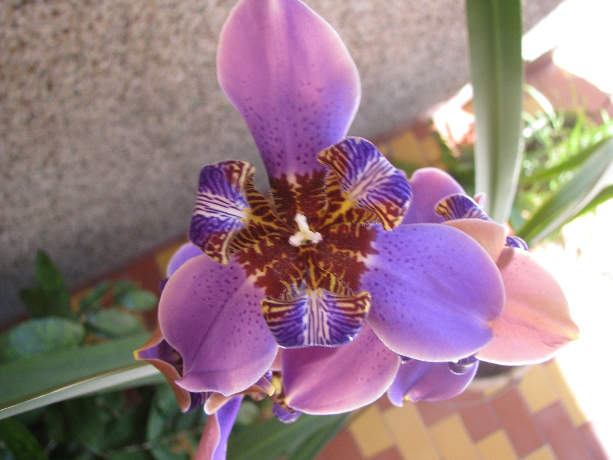 blue walking iris  / neomarica caerulea regina