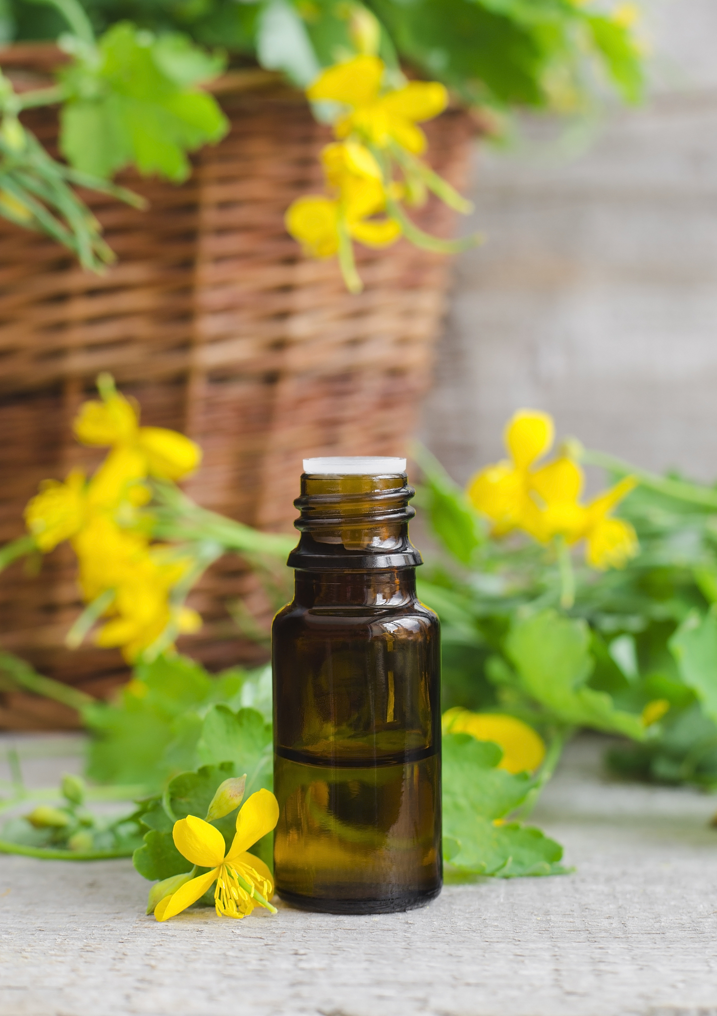 small bottle of celandine infusion (herbal tincture, oil)