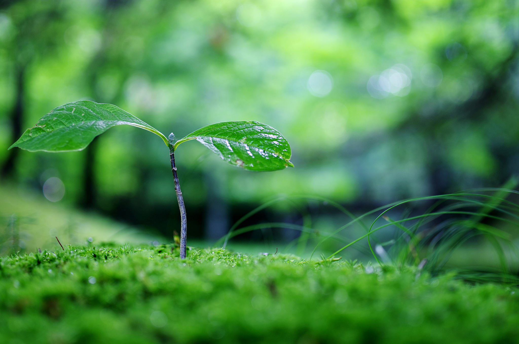 学习小草精神：自强不息，适应环境，和谐相处