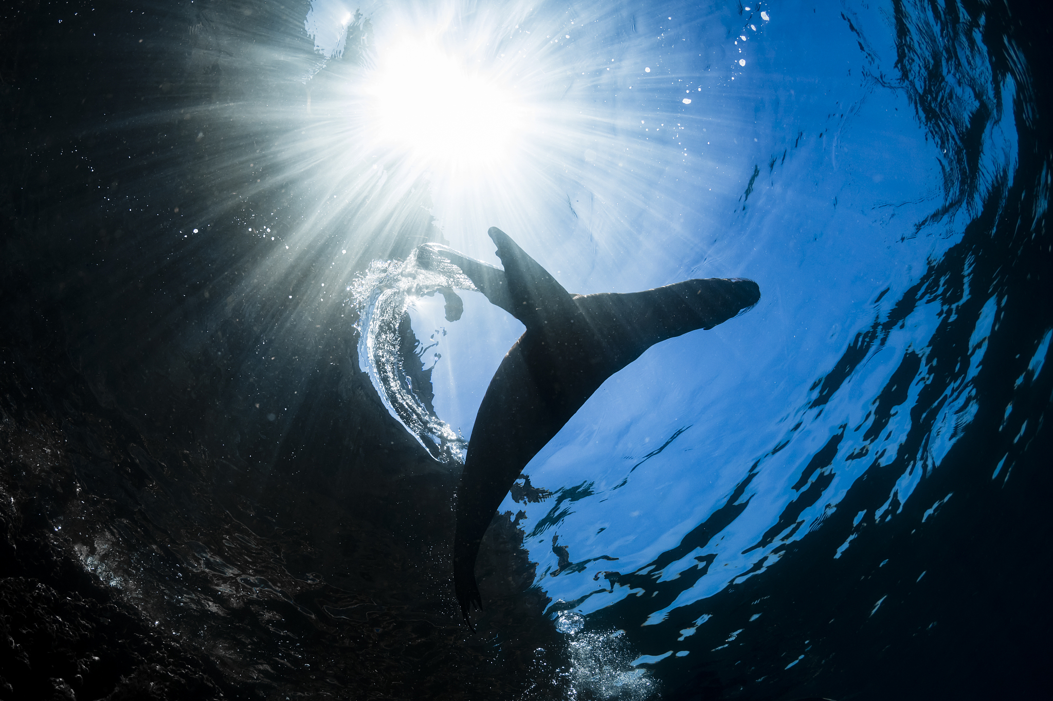 galapagos sea lion swimming at guy fawkes islets