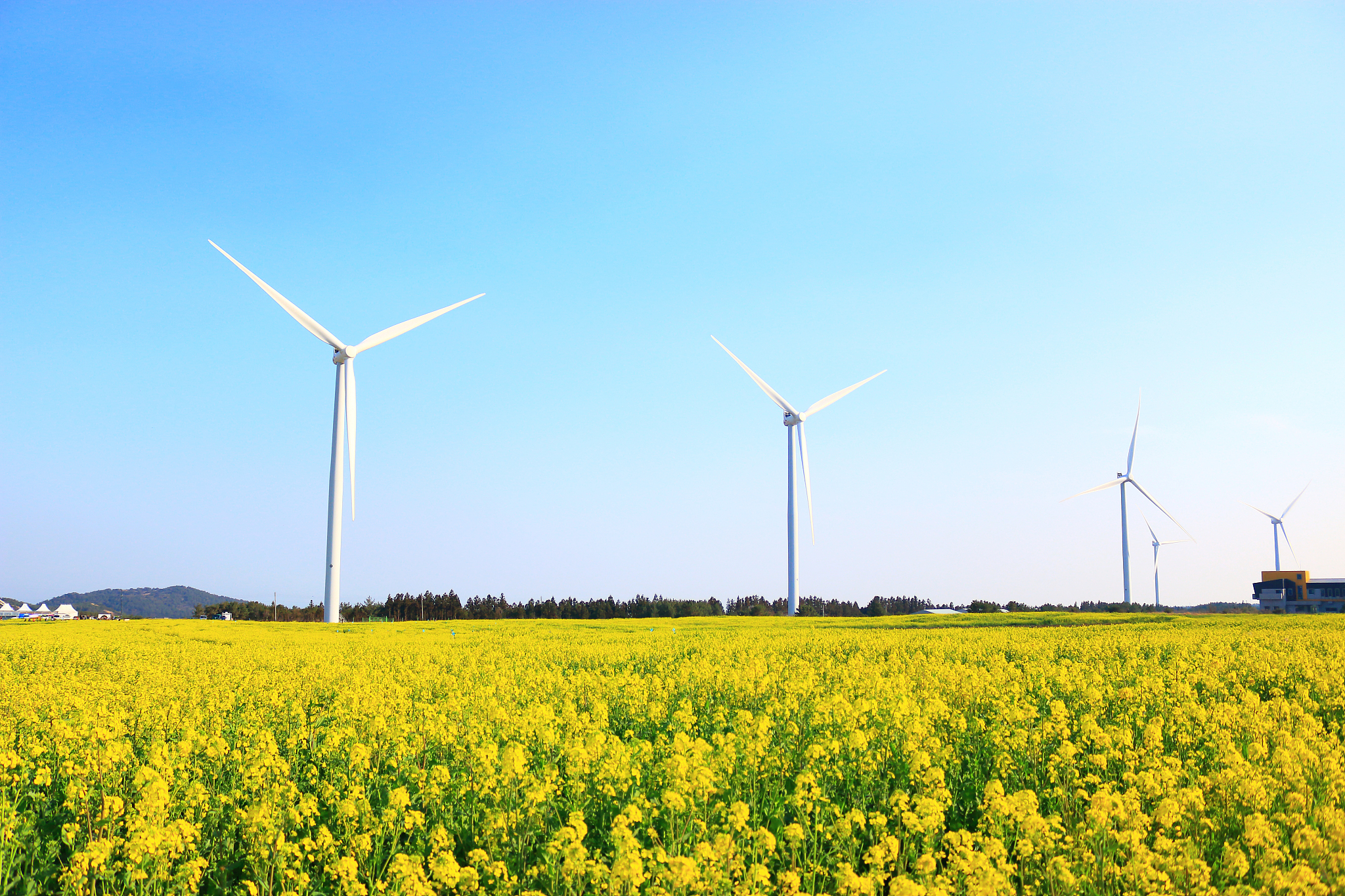 rape blossom festival, rape seed, flower, spring, wind turbine, 
