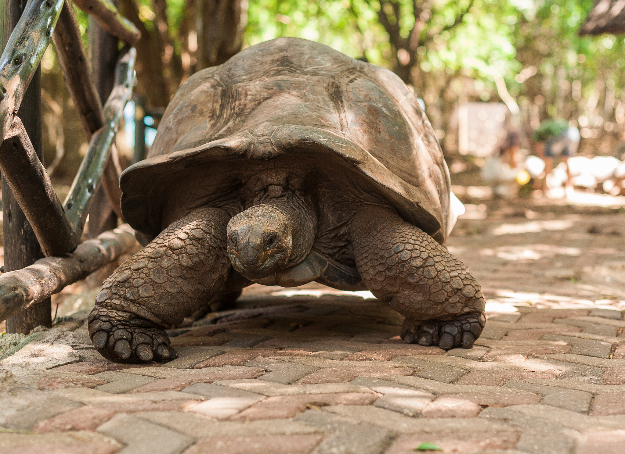 giant seychelles turtle in the park on the island of prizon, zan