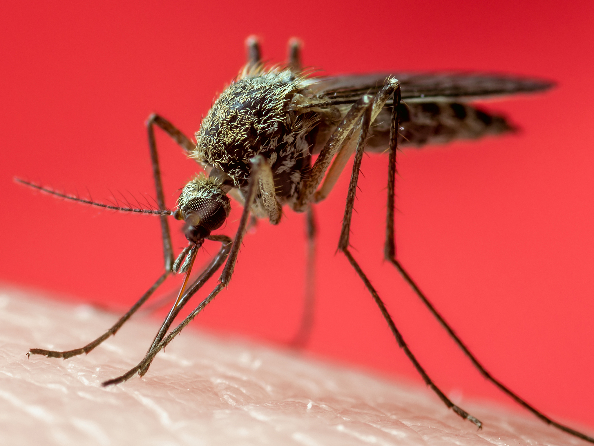 医学昆虫学期刊：JOURNAL OF MEDICAL ENTOMOLOGY 研究范围