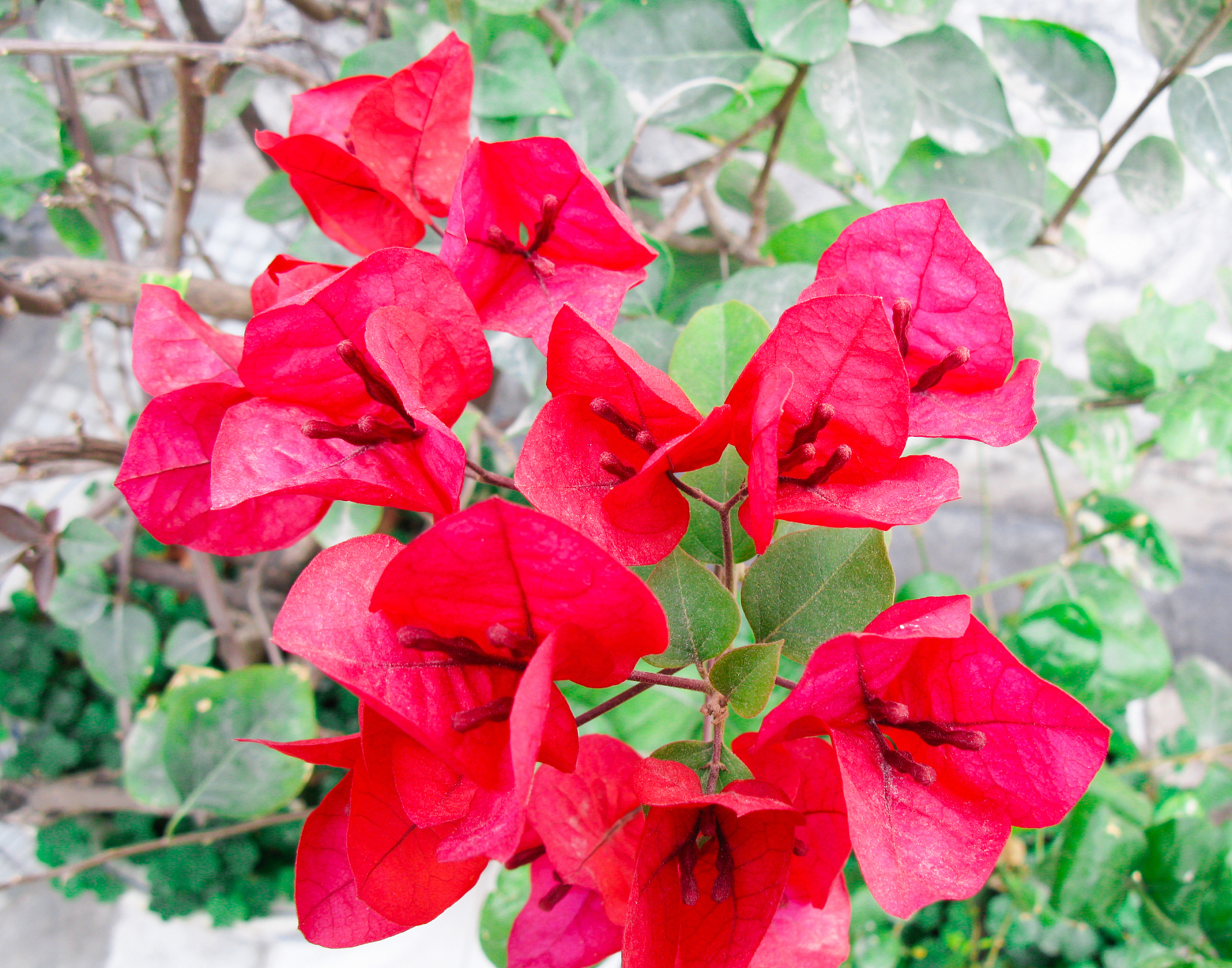 triangle flowers blooming in the yard