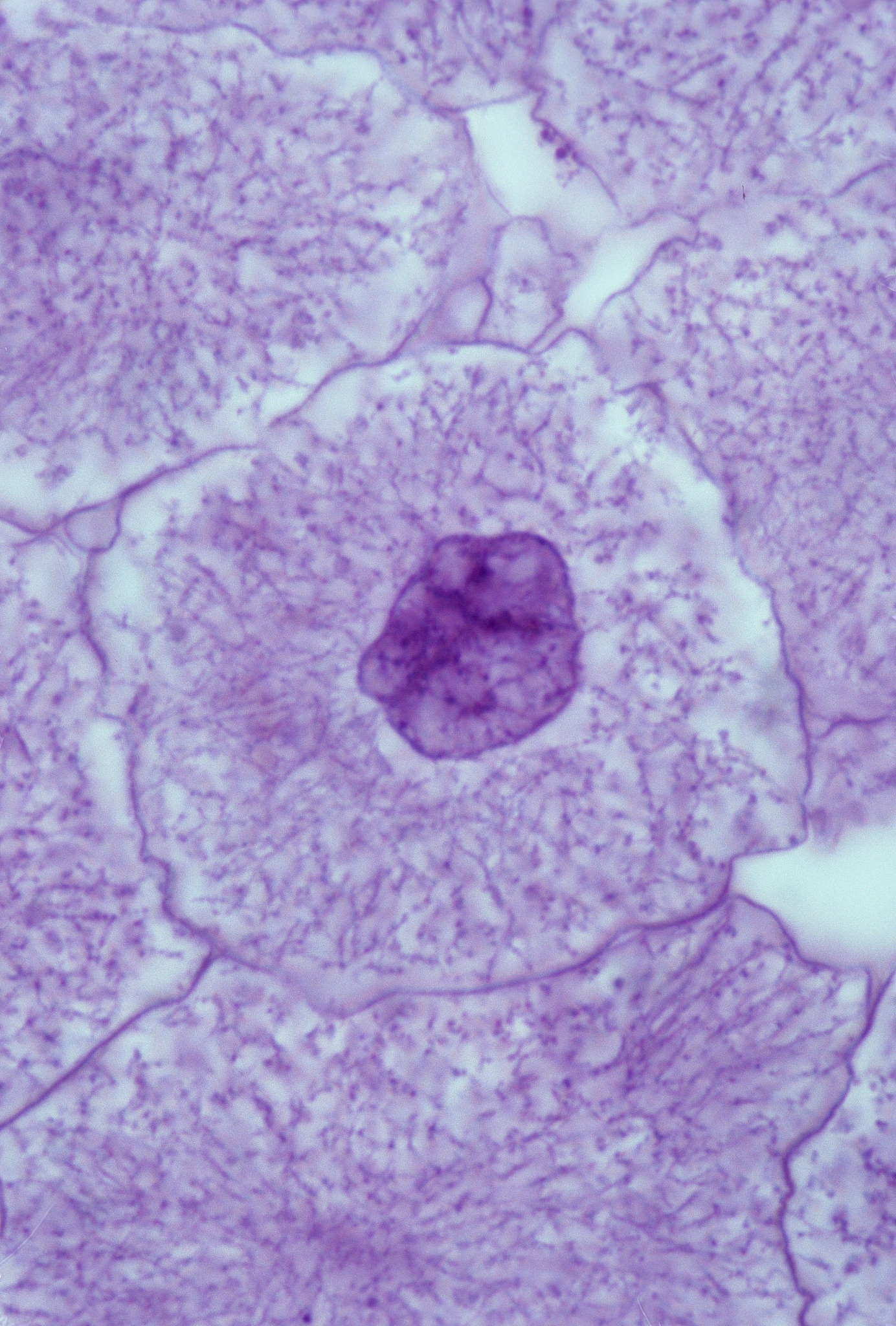 精子或卵细胞受精后为什么进行分裂间期染色体数目会减半