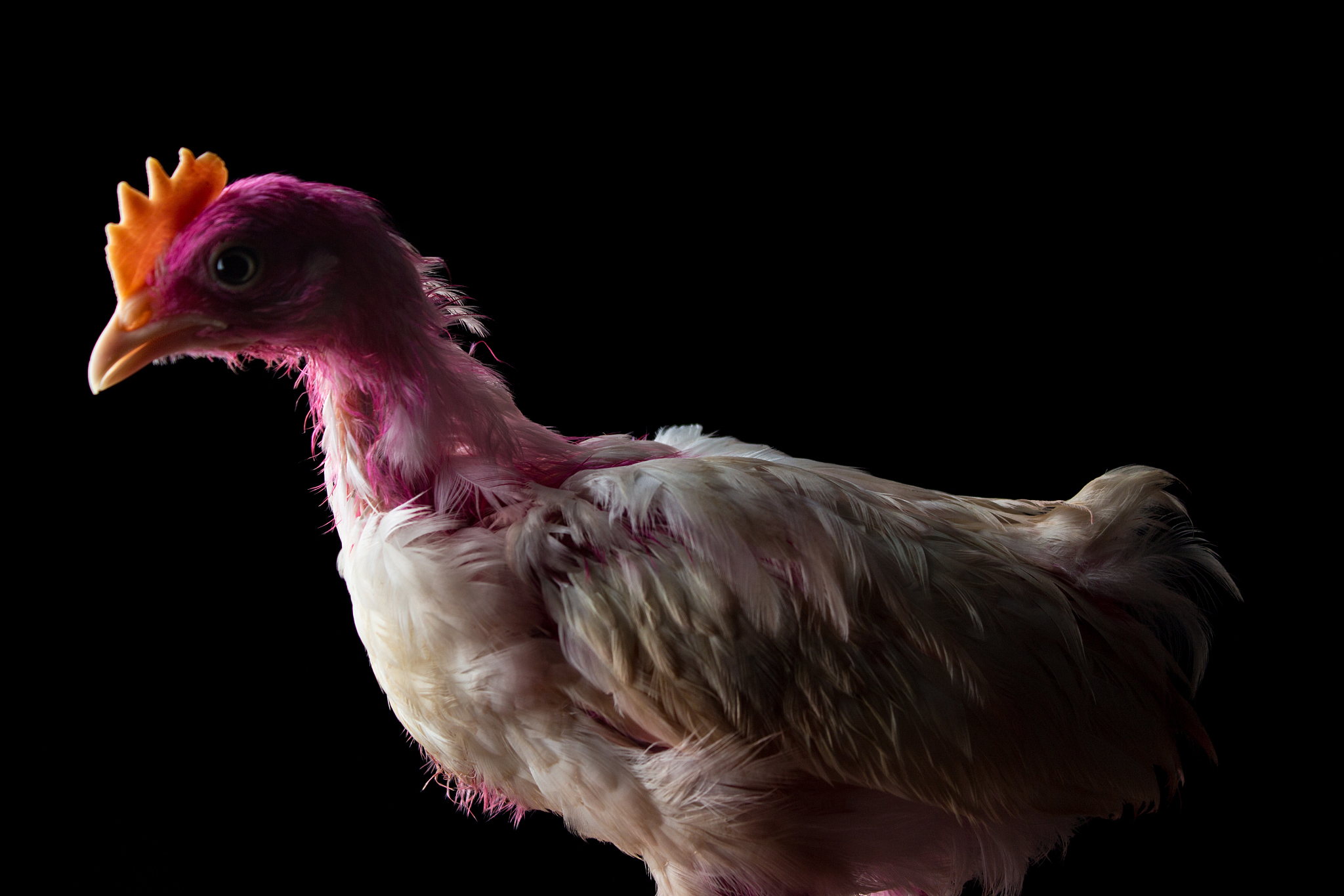 chicken portrait