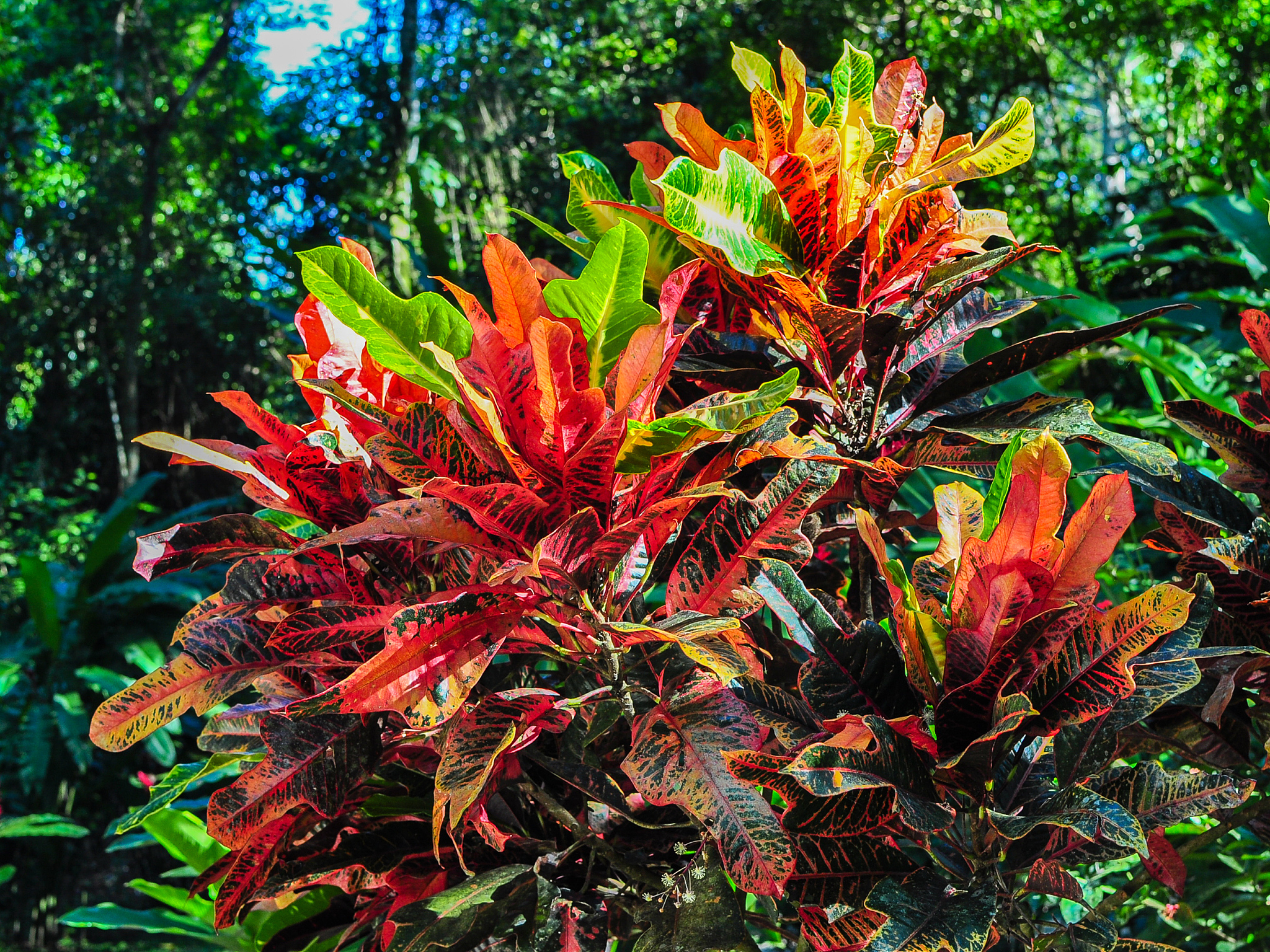 Cabomba Furcatas是什么