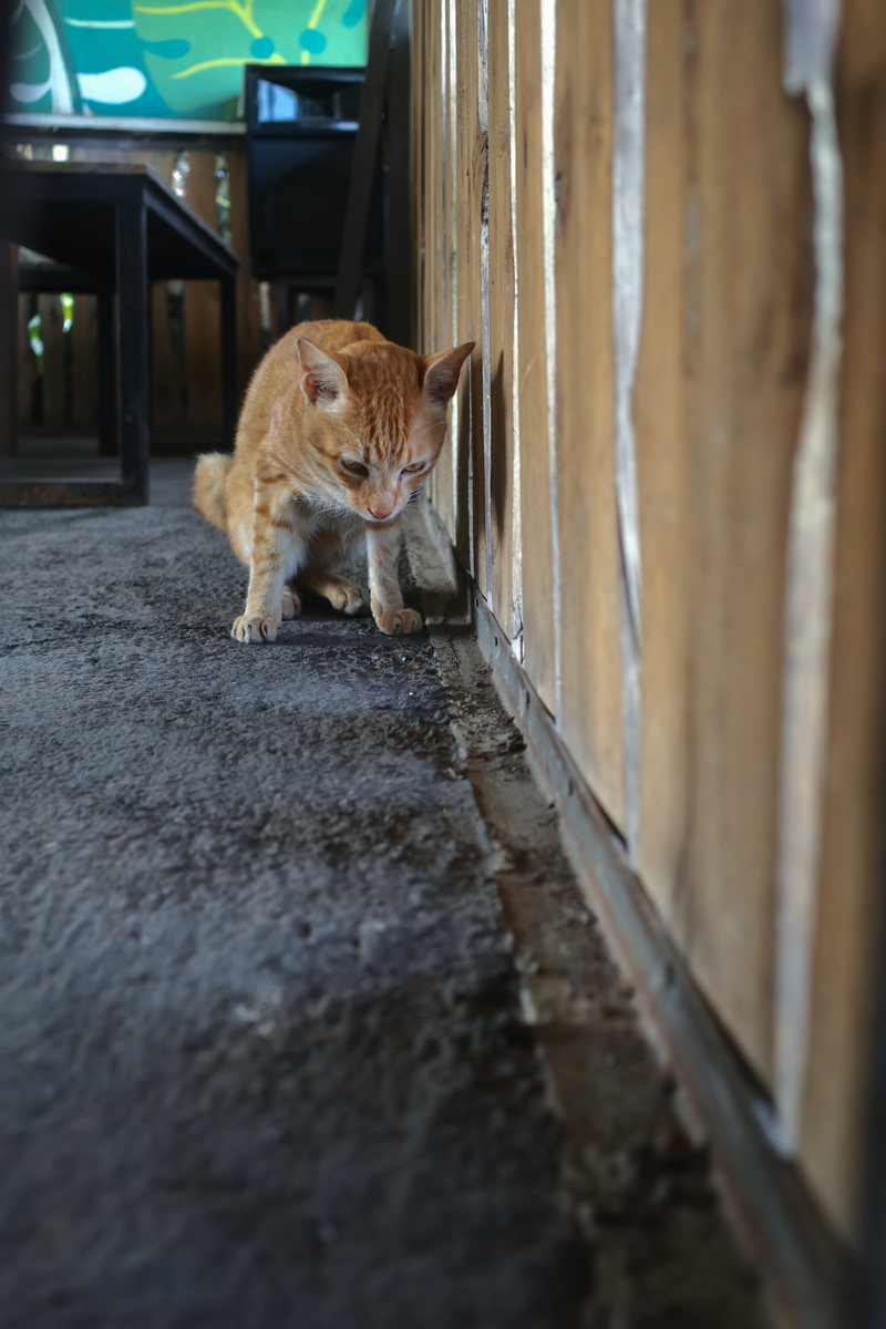 上班族与流浪猫的温暖故事：城市散步者
