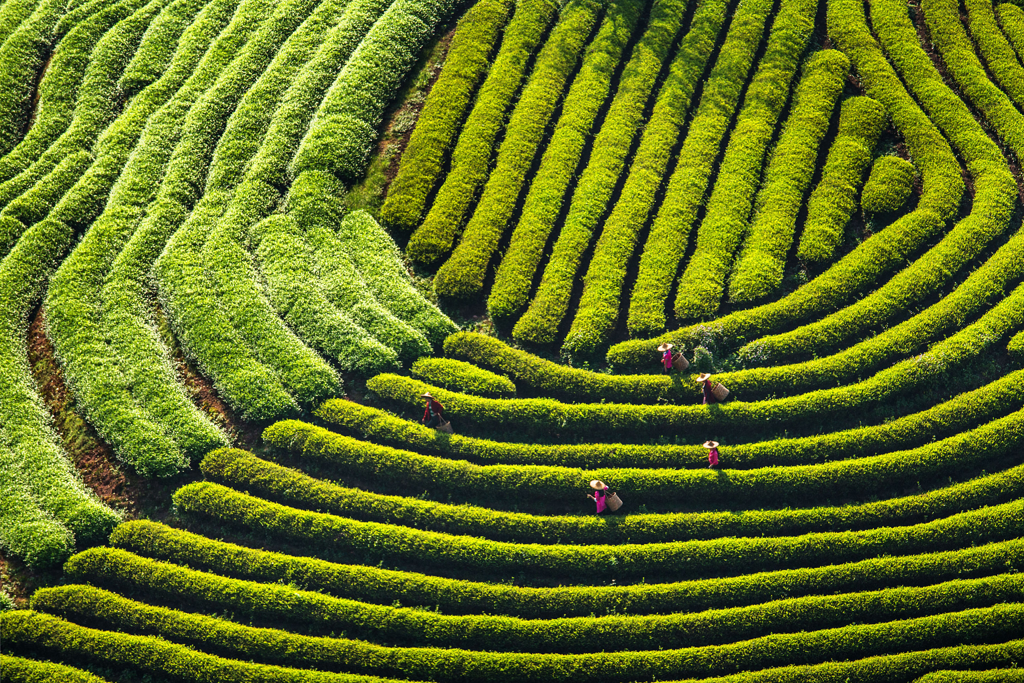 茶园周围植树有几大好处