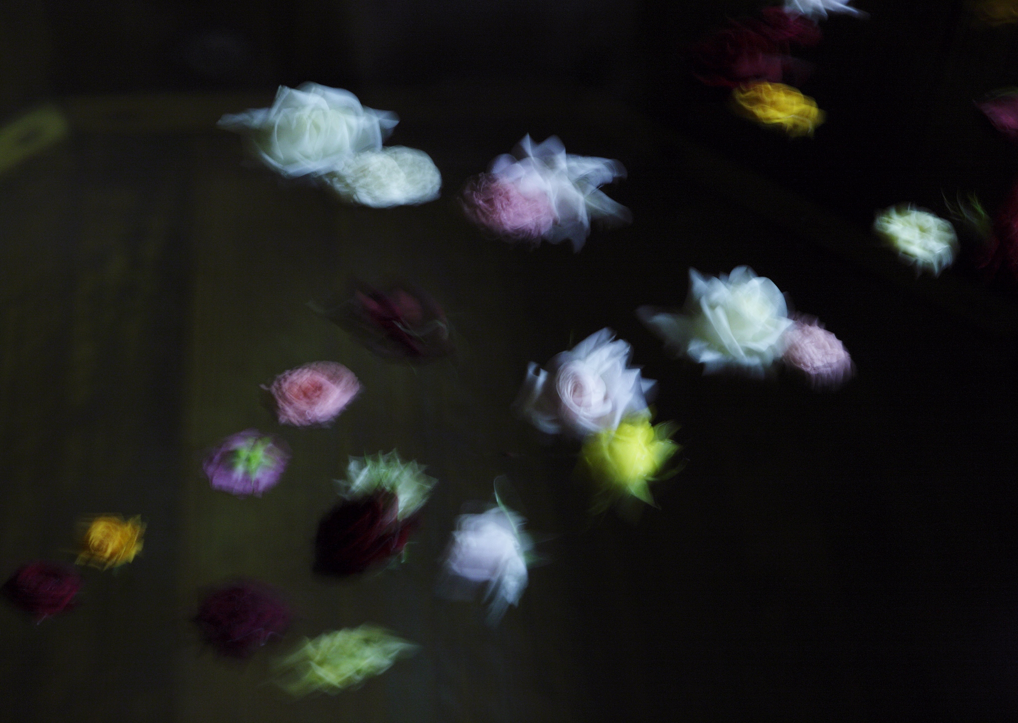 rose flower floating in the water,blurred motion