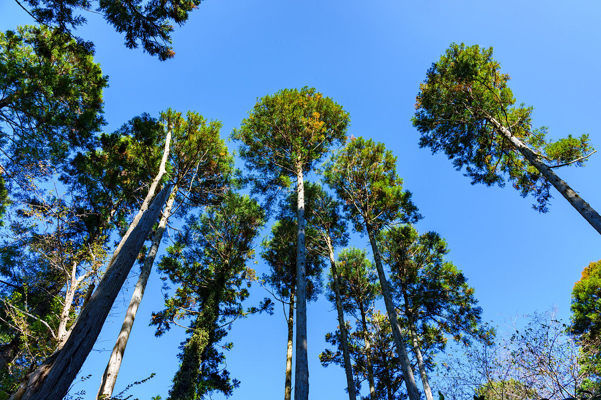 2019林学专业就业前景和就业方向分析