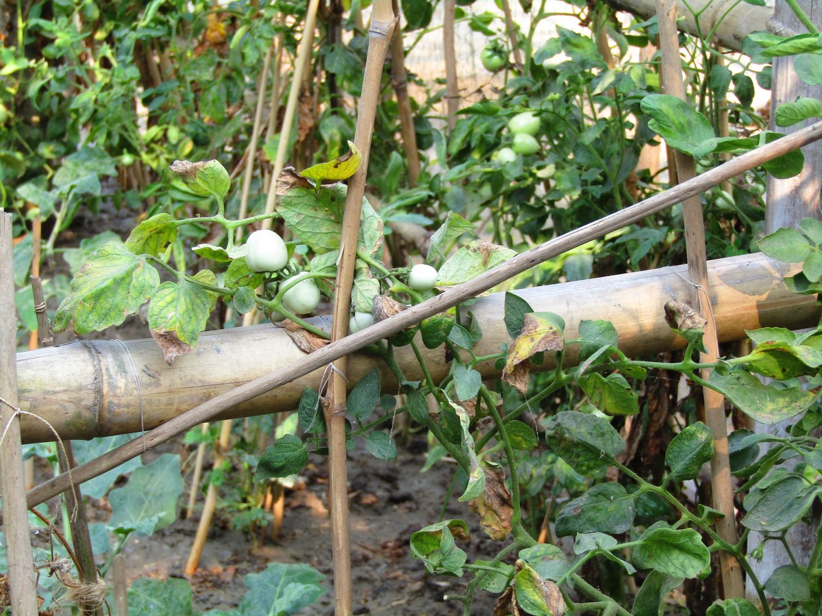 爬藤绿宝甜瓜种植：爬架好还是爬地好？