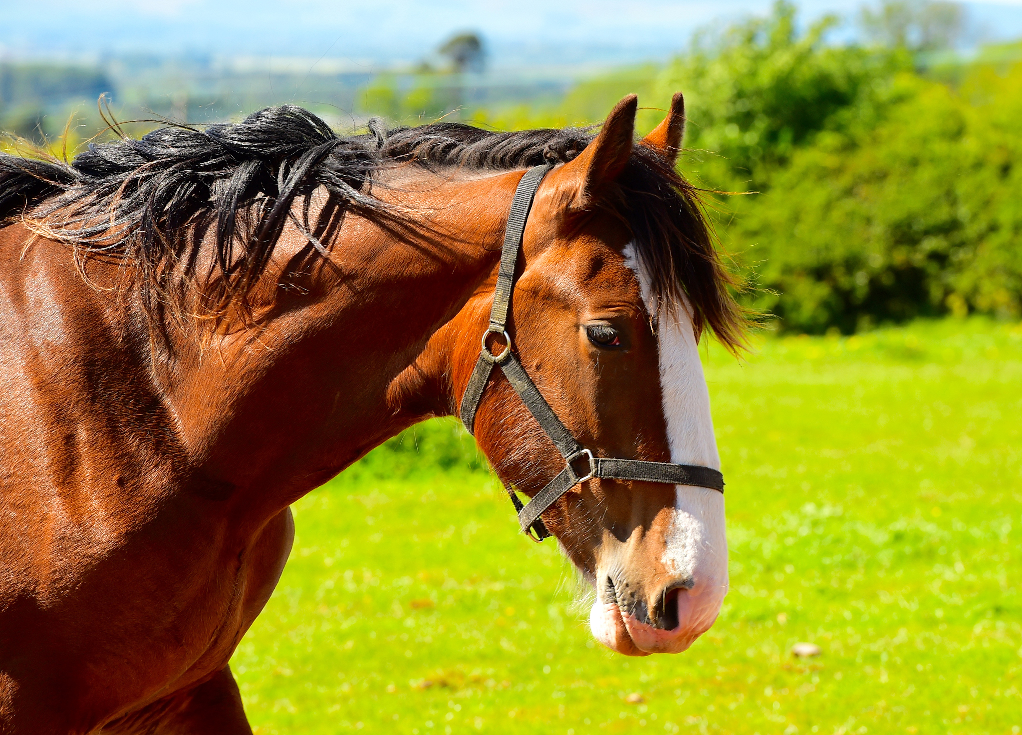 clydesdale