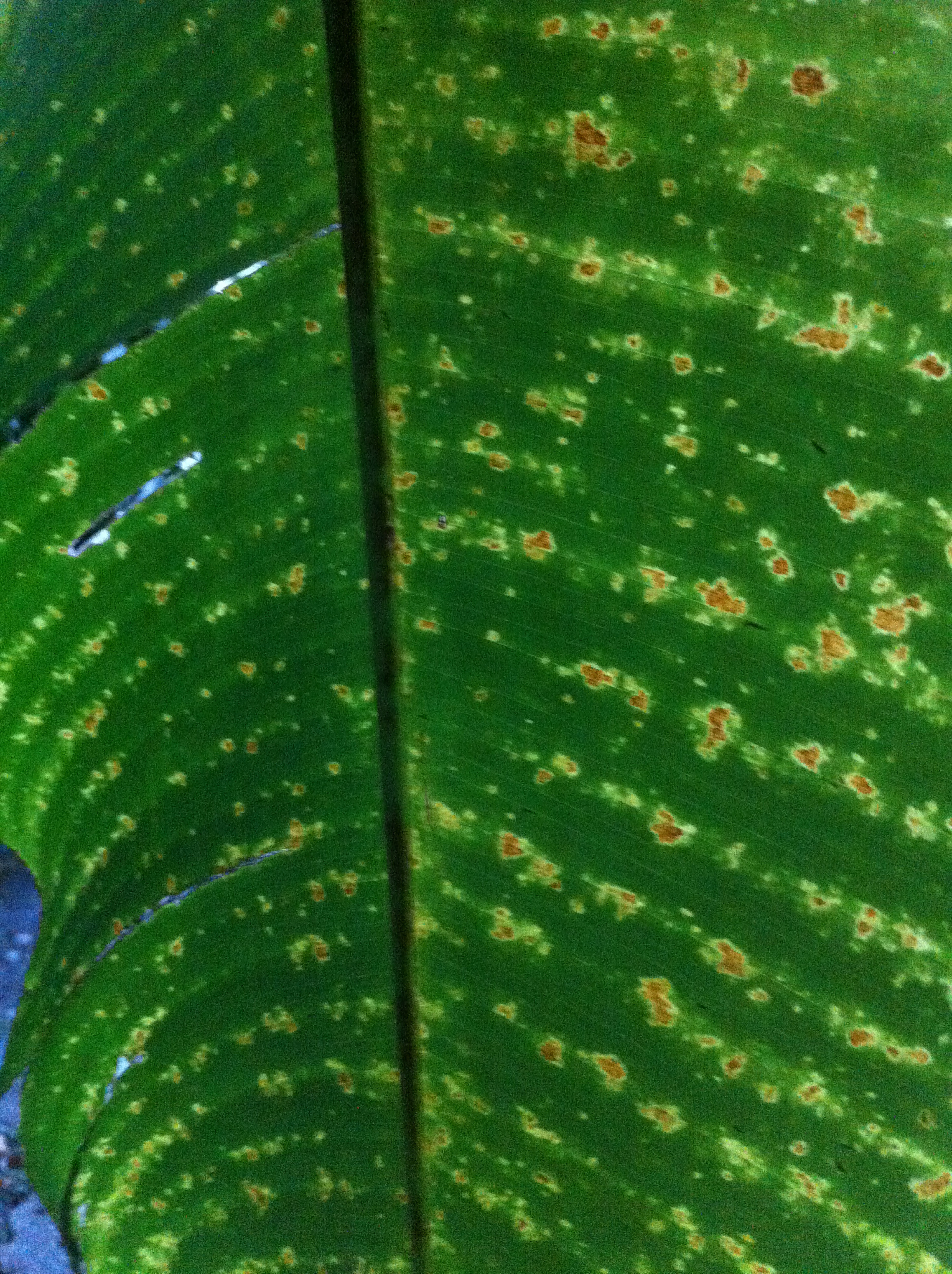 用更学术的语言翻译这段话：烟草疫霉菌Phytophthora parasitica属卵菌科疫霉属由烟草疫霉菌引起的烟草黑胫病是烟草重要病害之一对烟草毁灭性极强其分布范围广泛对烟草种植和生产造成巨大的损失选育黑胫病高抗品种是最为经济安全有效的一种烟草黑胫病防控措施手段。因此筛选鉴定有效的烟草黑胫病抗性基因通过基因工程办法选育烟草黑胫病高抗品种具有重要意义。