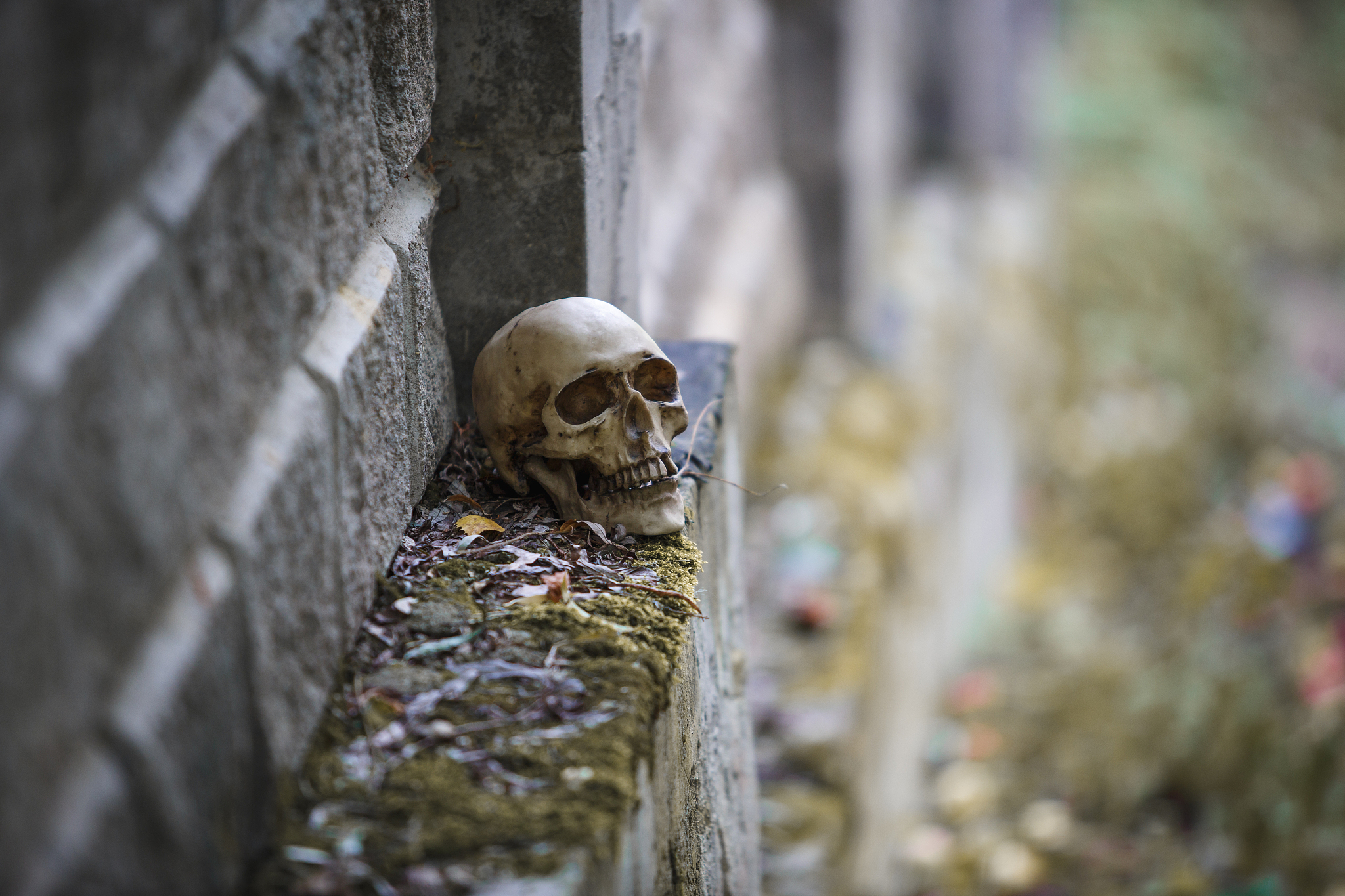 the skull of a man lies on a stone fence, close-up.