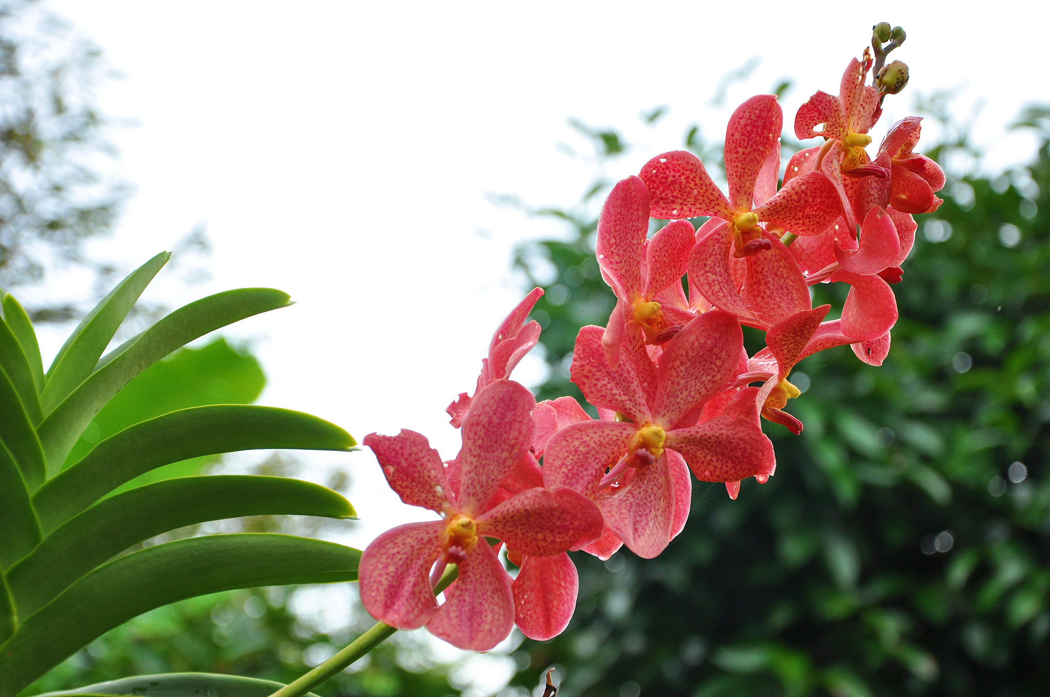 请不少于750汉字的博客文章语言要幽默风趣。主题是：石斛哪里正宗