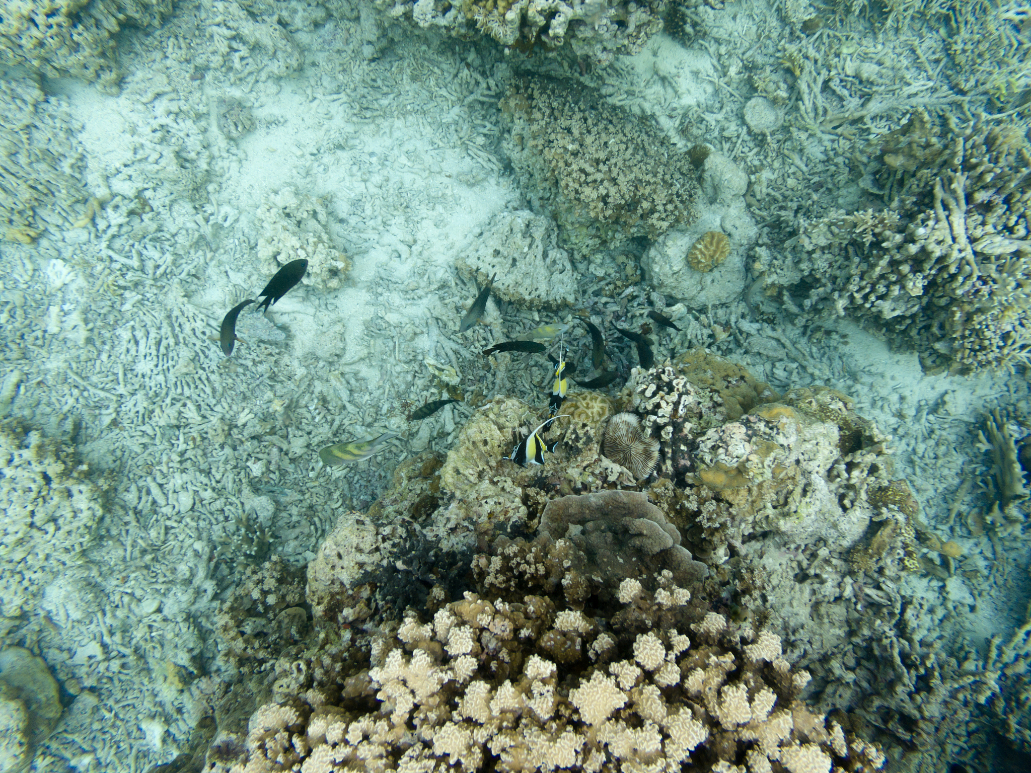 请用中文修改润色下面的文字可以适当扩写使其结构合理逻辑清晰请使用书面学术用语：根据图2-3所示的黑石礁岩相潮间带的5个采样断面的生物种类数结果可以得出大型底栖生物种类分布的变化规律。具体而言S5断面的大型底栖生物种类数最多为2150±451种而S2断面的大型底栖生物种类数最少为1375±395种其物种数仅为S5断面物种数的6395。S1、S3和S4断面的大型底栖生物种类数分别为2125±479种、