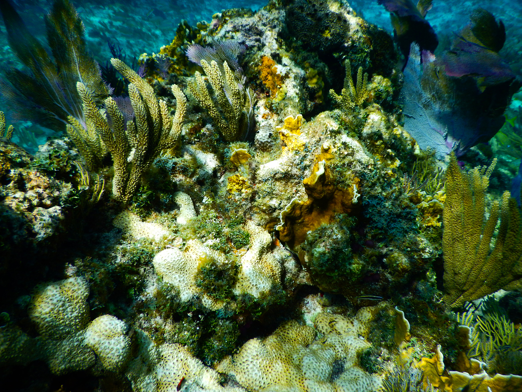 reef,sea,sky,beach
